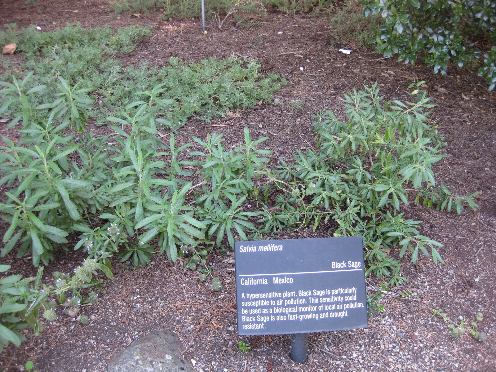 Black Or Honey Sage (Salvia Mellifera) — Salvia mellifera, commonly called Black or Honey Sage, is a hardy evergreen shrub native to California; preferring