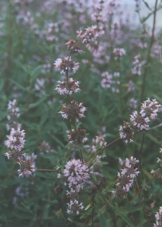 Black Or Honey Sage (Salvia Mellifera) — Salvia mellifera prefers full sun exposure and well-drained soils