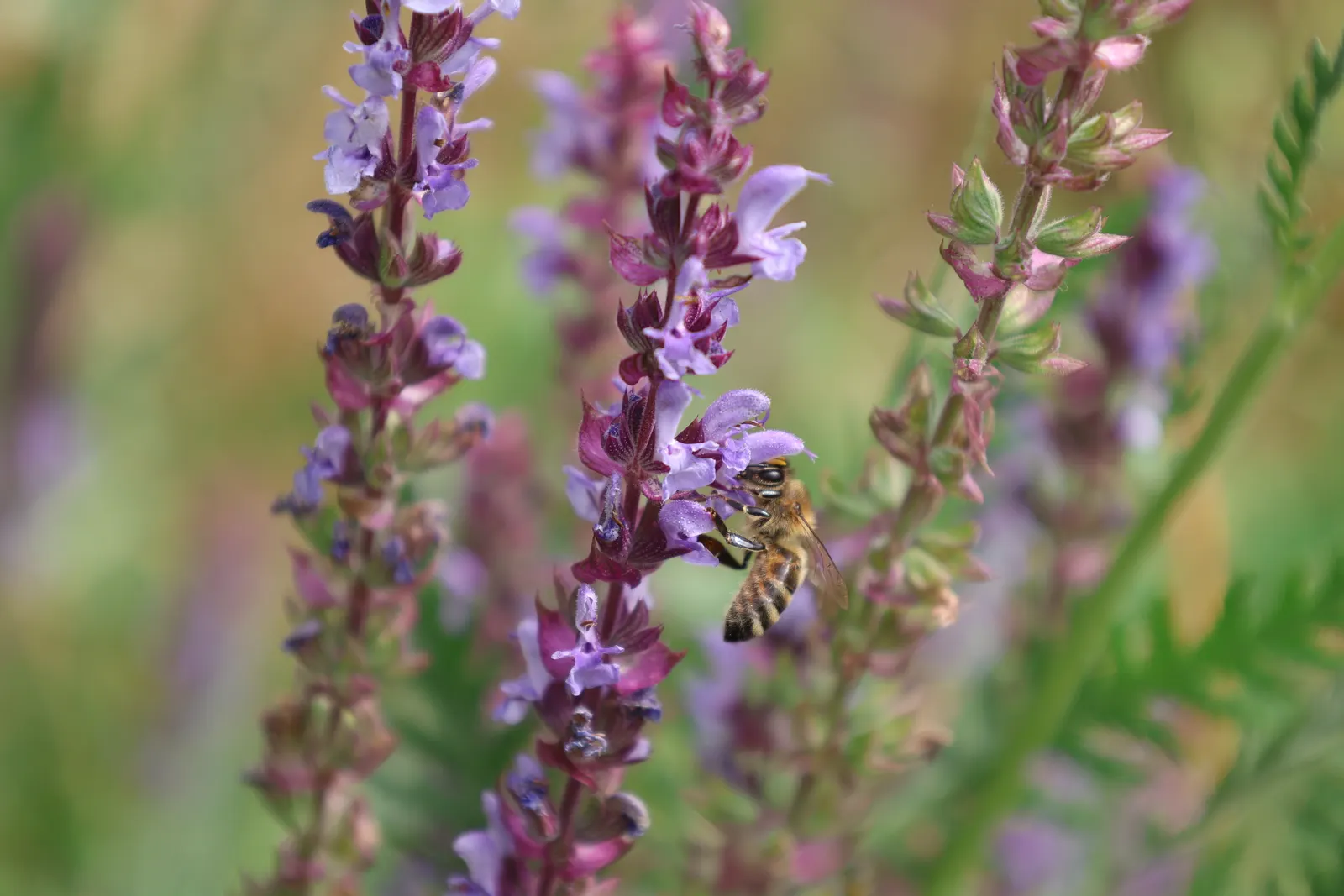 Black Or Honey Sage (Salvia Mellifera) — rounded form that can serve as an effective groundcover or an attractive addition to perennial borders, image 63