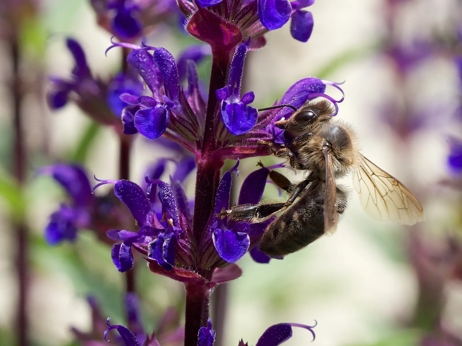 Black Or Honey Sage (Salvia Mellifera) — and consider its placement where visitors can enjoy its fragrant foliage and the buzz of visiting pollinators; salvia