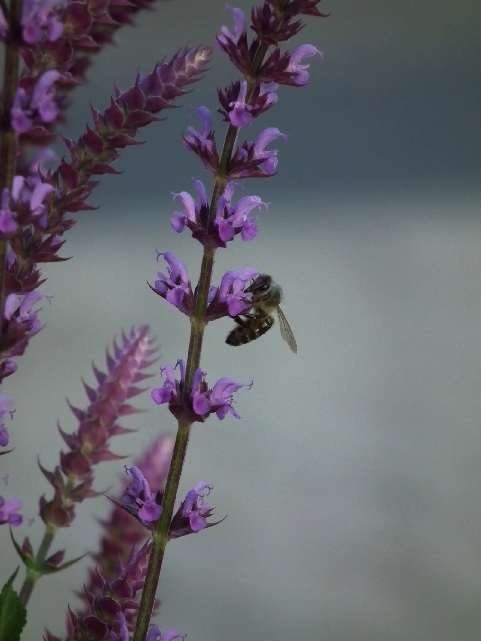 Black Or Honey Sage (Salvia Mellifera) — attracting pollinators while providing erosion control‚Äîideal for water-wise gardens and native landscaping