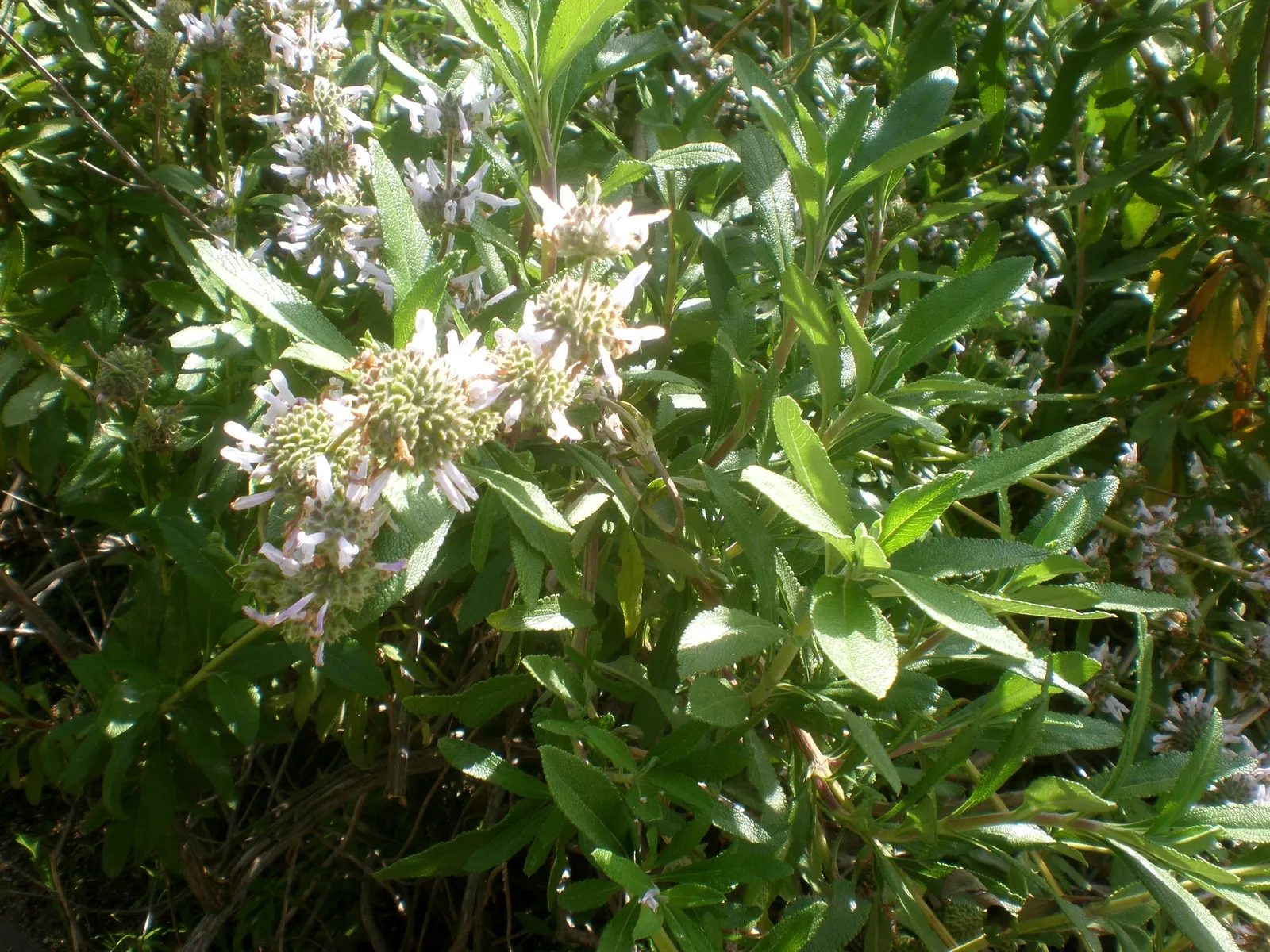 Black Or Honey Sage (Salvia Mellifera) — This sage bears aromatic gray-green foliage and springs to life with white-to-purple blooms from March to June