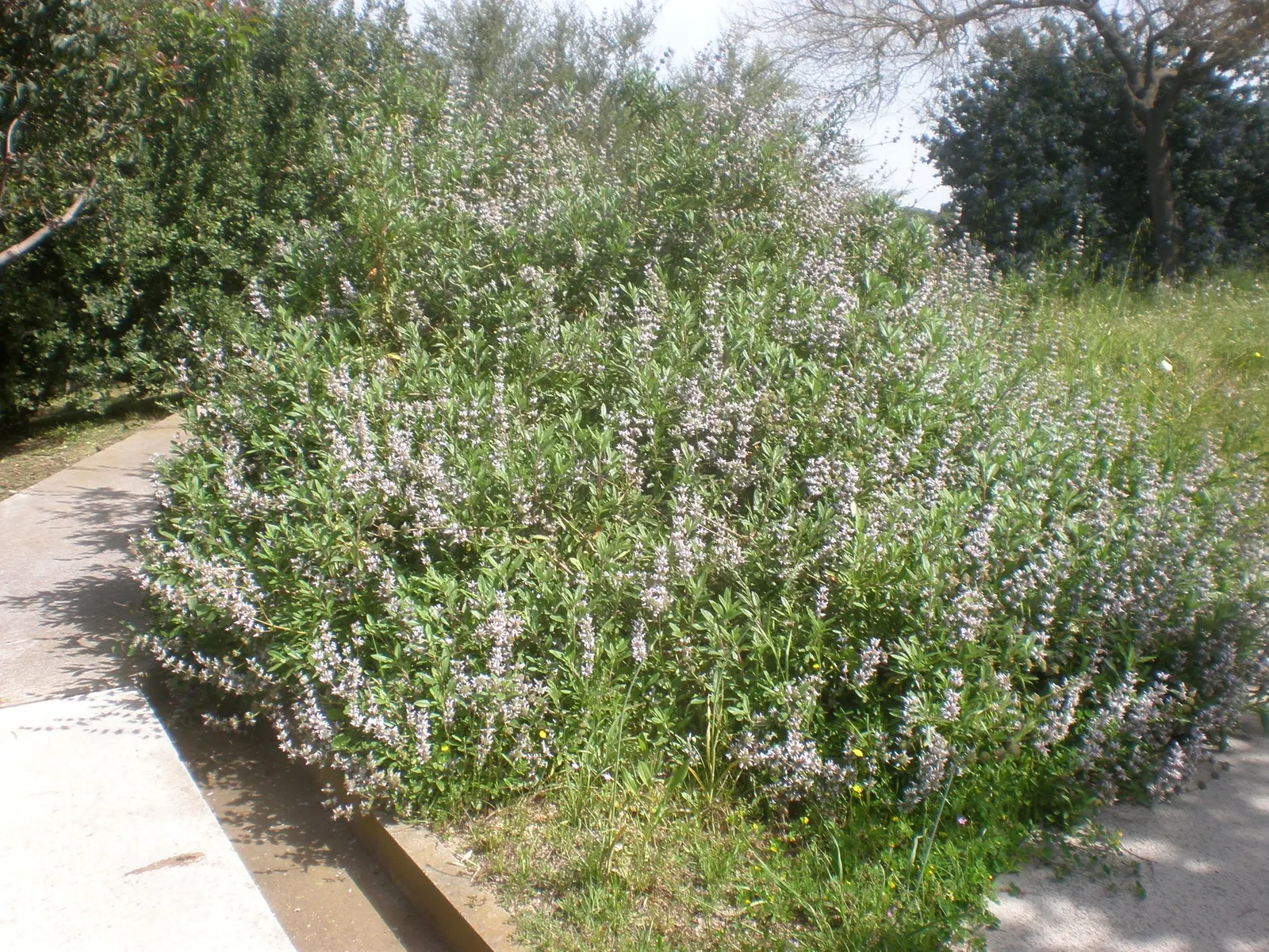 Black Or Honey Sage (Salvia Mellifera) — is a robust evergreen shrub native to the coastal regions of California; this sage bears aromatic gray-green foliage