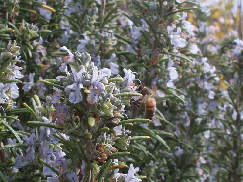Black Or Honey Sage (Salvia Mellifera) — this sage species is an excellent choice for gardeners aiming to support local wildlife; tubular flowers; these blooms