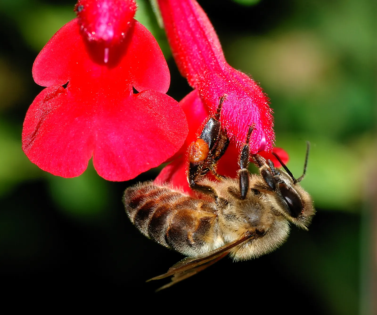 Black Or Honey Sage (Salvia Mellifera) — Salvia mellifera, commonly called Black or Honey Sage, is a hardy evergreen shrub native to California