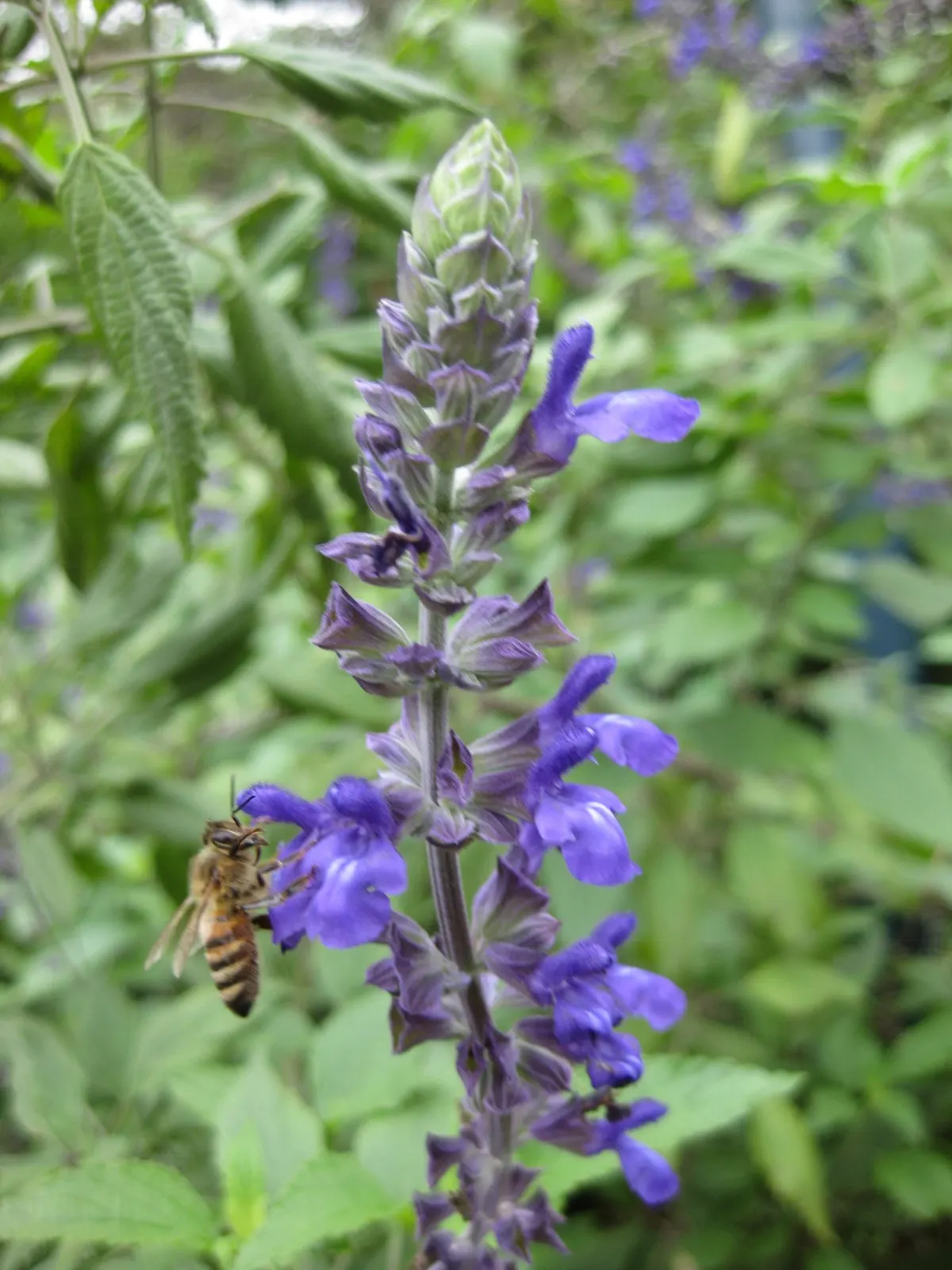 Black Or Honey Sage (Salvia Mellifera) — this sage species is an excellent choice for gardeners aiming to support local wildlife; tubular flowers, image 60