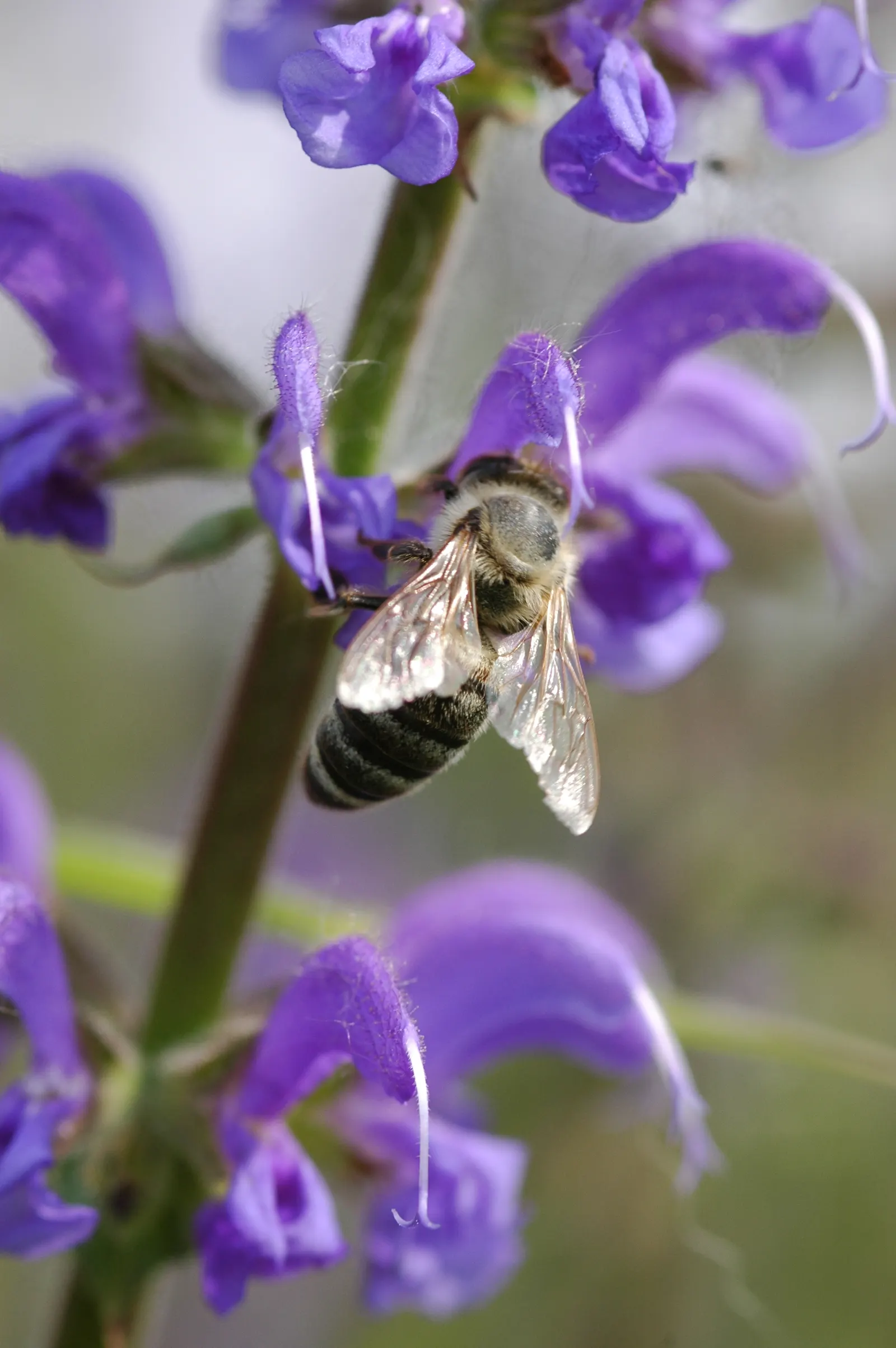 Black Or Honey Sage (Salvia Mellifera) — shrub for full or half; and consider its placement where visitors can enjoy its fragrant foliage and the buzz of