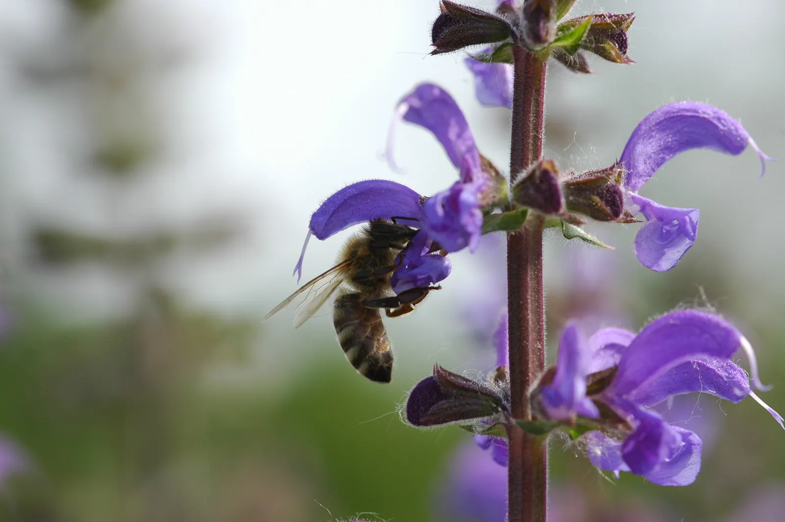 Black Or Honey Sage (Salvia Mellifera) — commonly referred to as Black Sage or Honey Sage; provide ample space for its spread, image 57