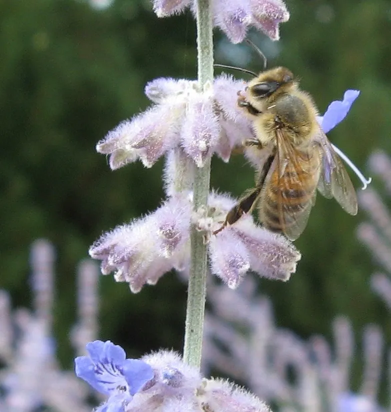 Black Or Honey Sage (Salvia Mellifera) — attracting pollinators while providing erosion control‚Äîideal for water-wise gardens and native, image 31
