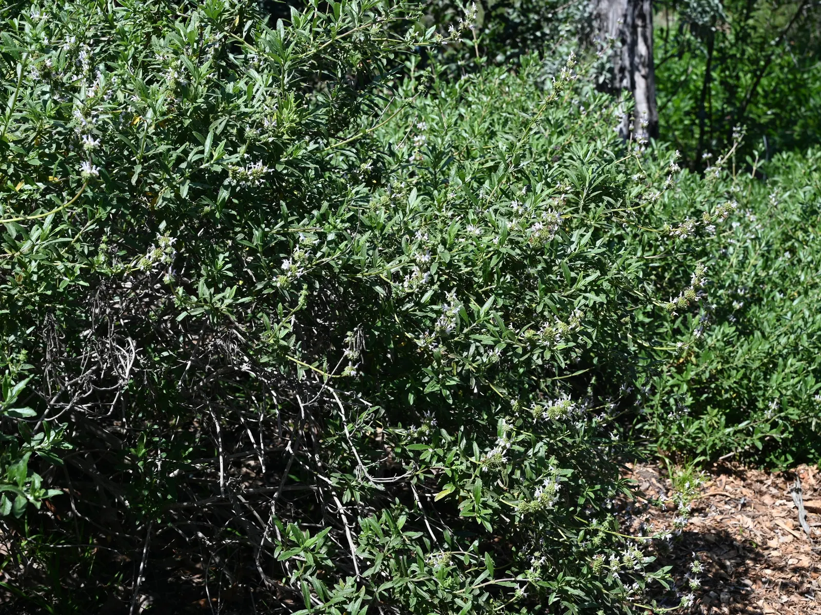 Black Or Honey Sage (Salvia Mellifera) — It typically reaches 2-3 feet in height and spreads 5-6 feet wide; such as bees and hummingbirds.<br><br>Typically