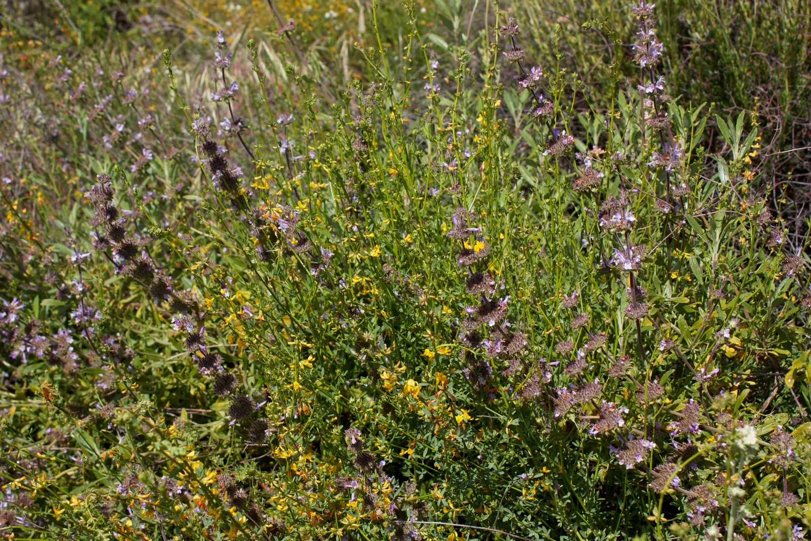 Black Or Honey Sage (Salvia Mellifera) — Black Sage reaches heights of 2 to 3 feet and spreads outwards to a width of 4 to 6 feet; attracting pollinators while