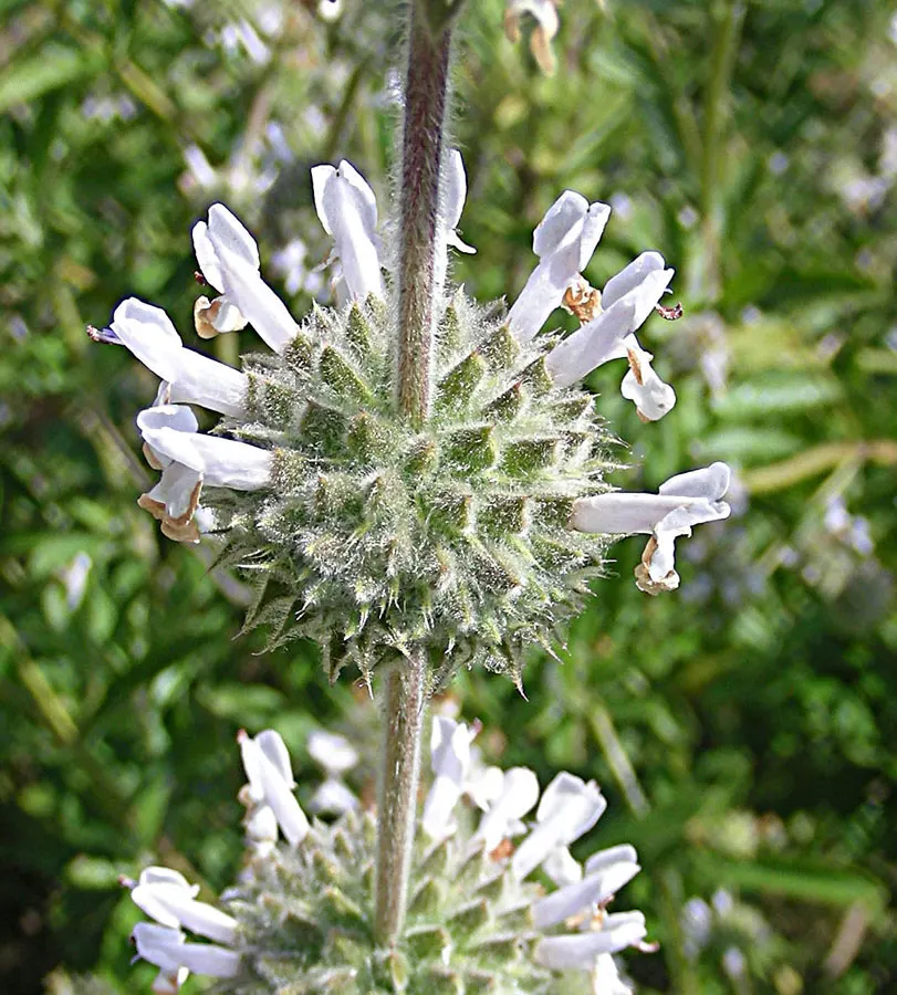 Black Or Honey Sage (Salvia Mellifera) — Recognized for its copious nectar production which attracts a myriad of pollinators