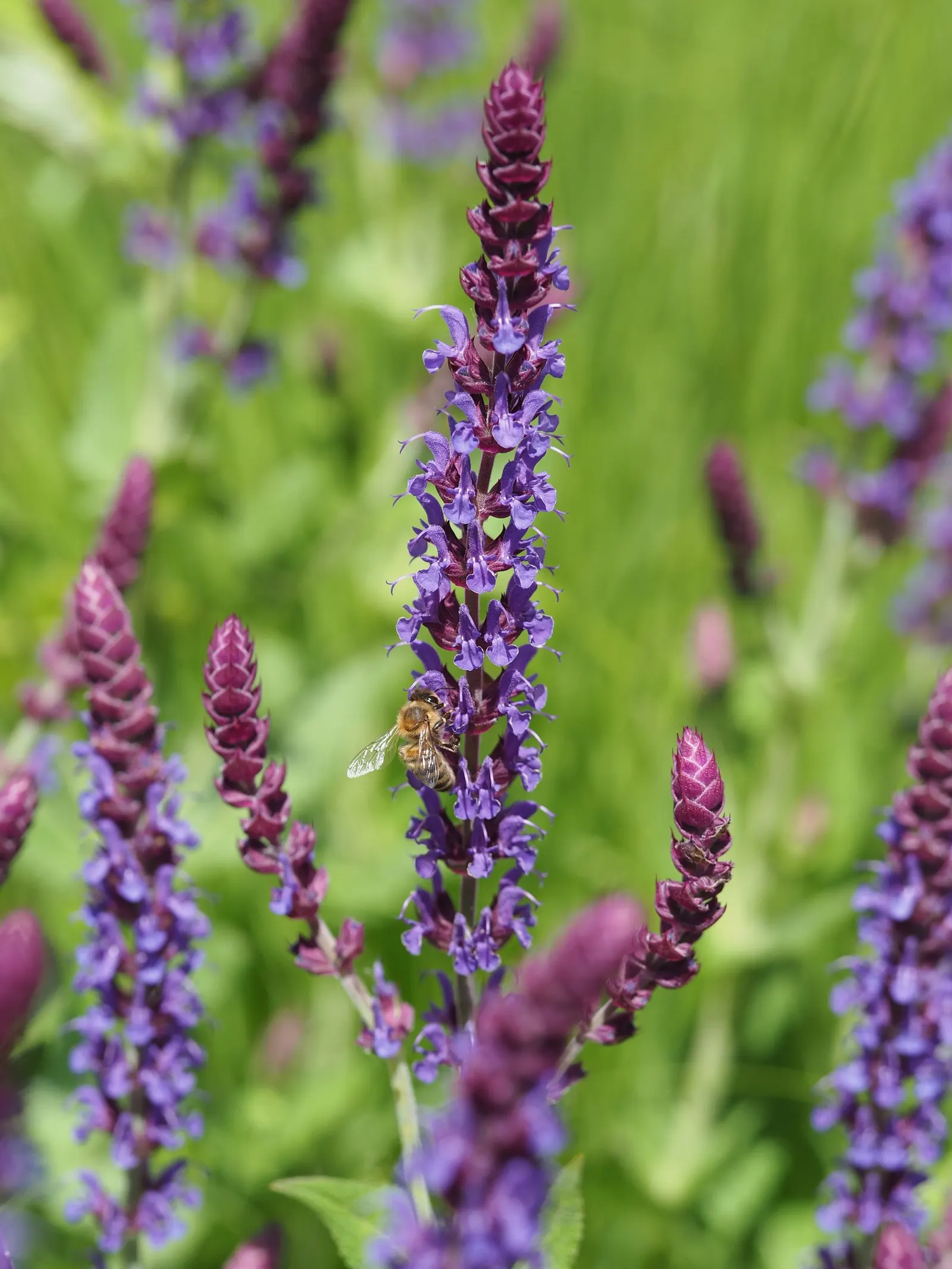 Black Or Honey Sage (Salvia Mellifera) — hence the name "Black" Sage.<br><br>From late spring to early summer; recognized for its copious nectar production