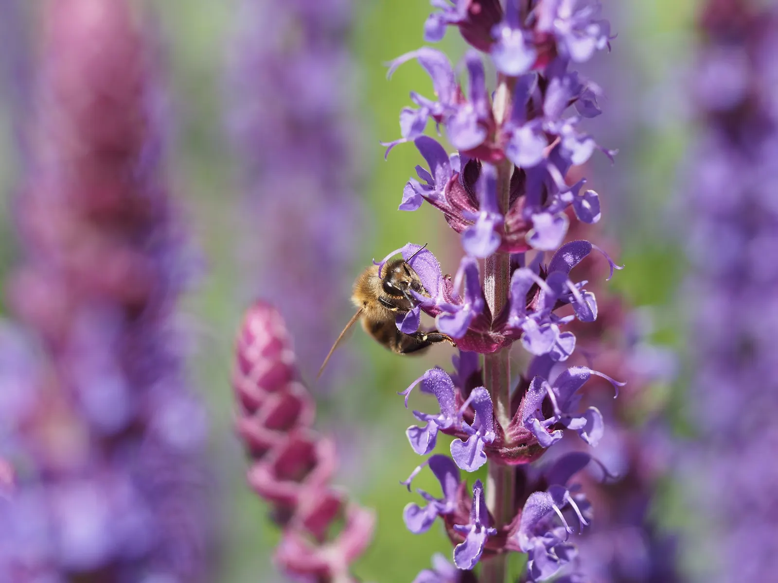 Black Or Honey Sage (Salvia Mellifera) — and consider its placement where visitors can enjoy its fragrant foliage and the buzz of visiting pollinators