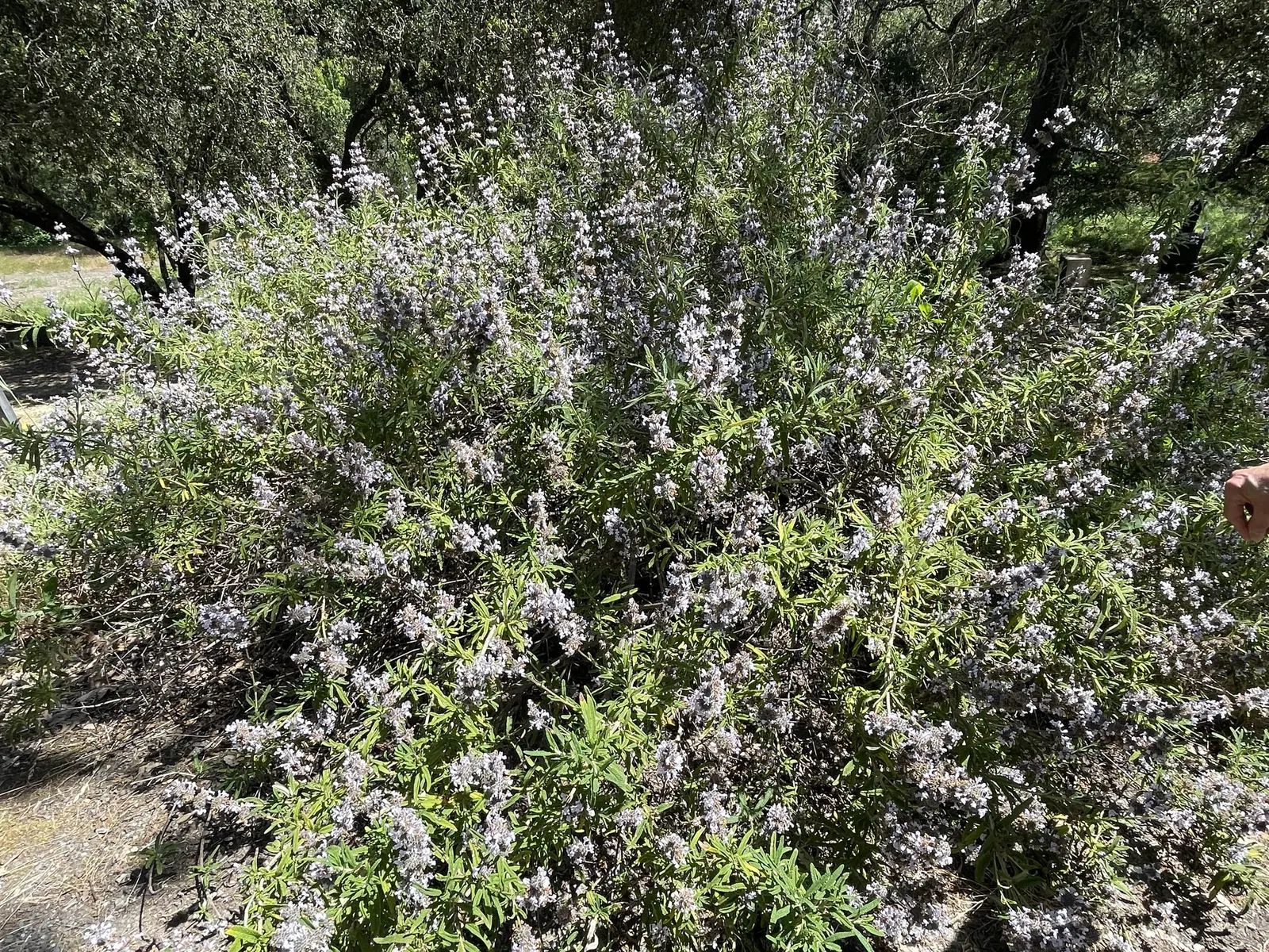 Black Or Honey Sage (Salvia Mellifera) — This sage bears aromatic gray-green foliage and springs to life with white-to-purple blooms from March to, image 53