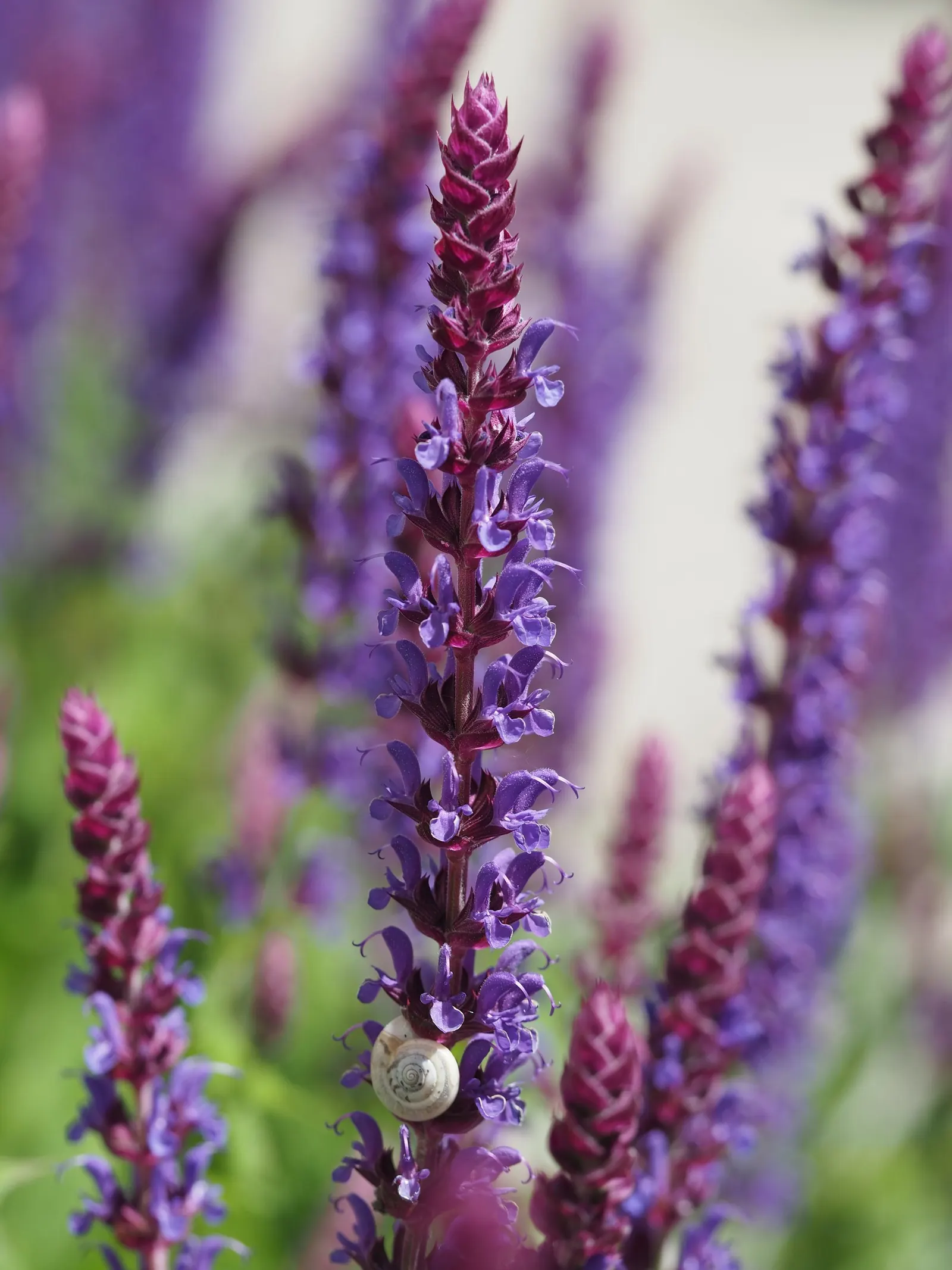 Black Or Honey Sage (Salvia Mellifera) — The leaves exhibit a dark green hue which can become tinged with a purplish-black in drought conditions