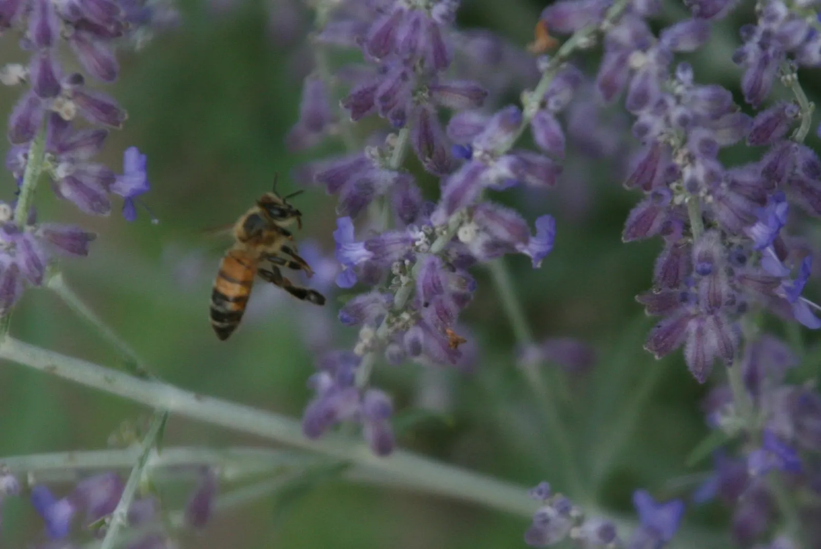 Black Or Honey Sage (Salvia Mellifera) — it's drought-resistant once established