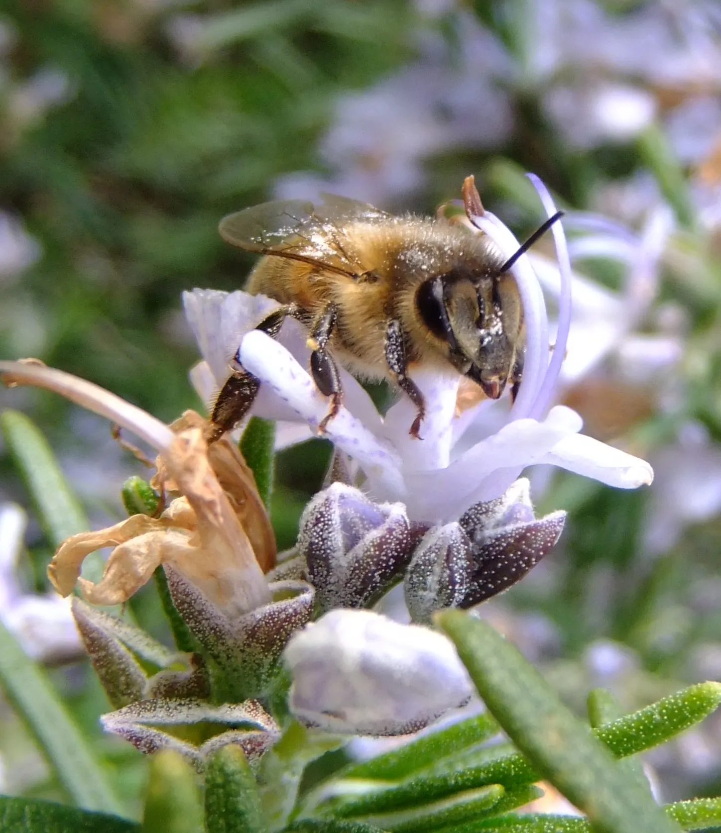 Black Or Honey Sage (Salvia Mellifera) — It is notably drought-tolerant once established; black Sage reaches heights of 2 to 3 feet and spreads outwards to a