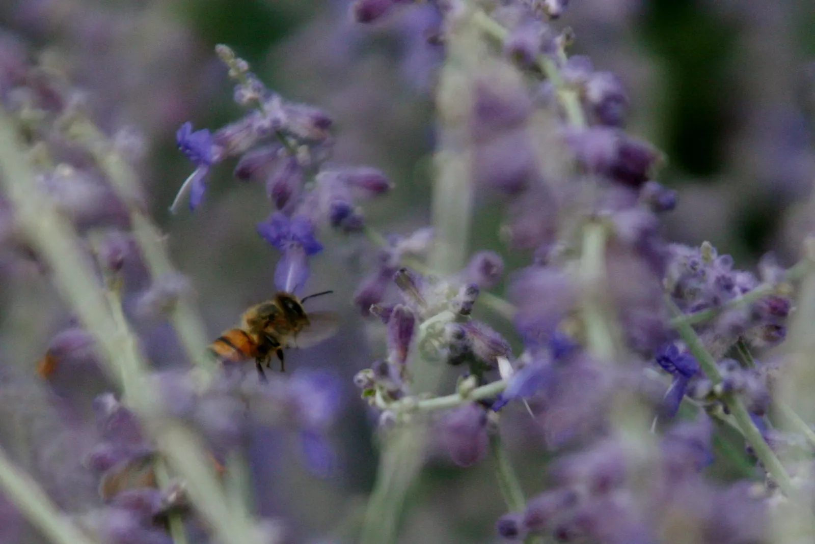 Black Or Honey Sage (Salvia Mellifera) — hence the name "Black" Sage.<br><br>From late spring to early summer; recognized for its copious nectar, image 66