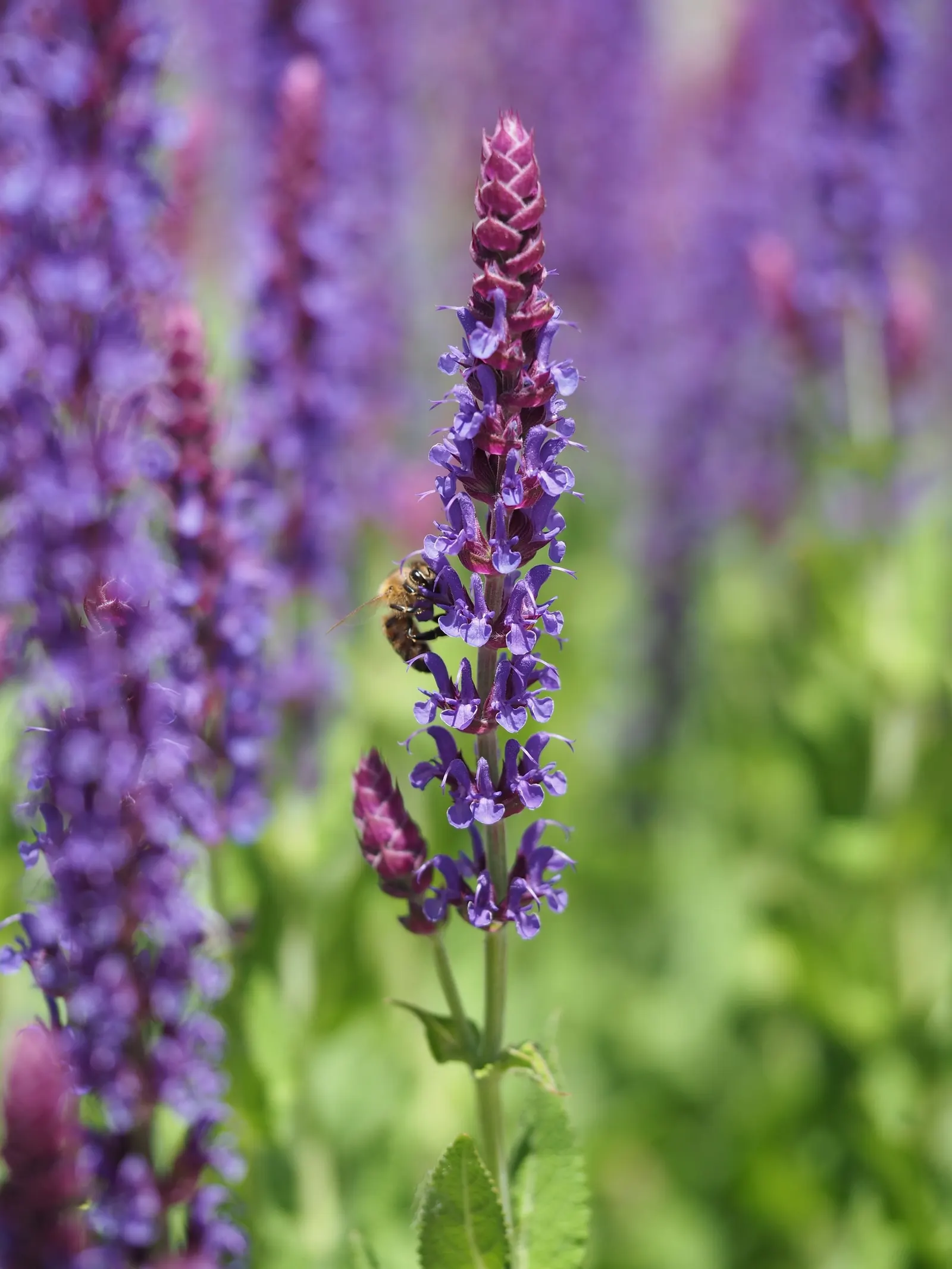 Black Or Honey Sage (Salvia Mellifera) — commonly referred to as Black Sage or Honey Sage; provide ample space for its spread