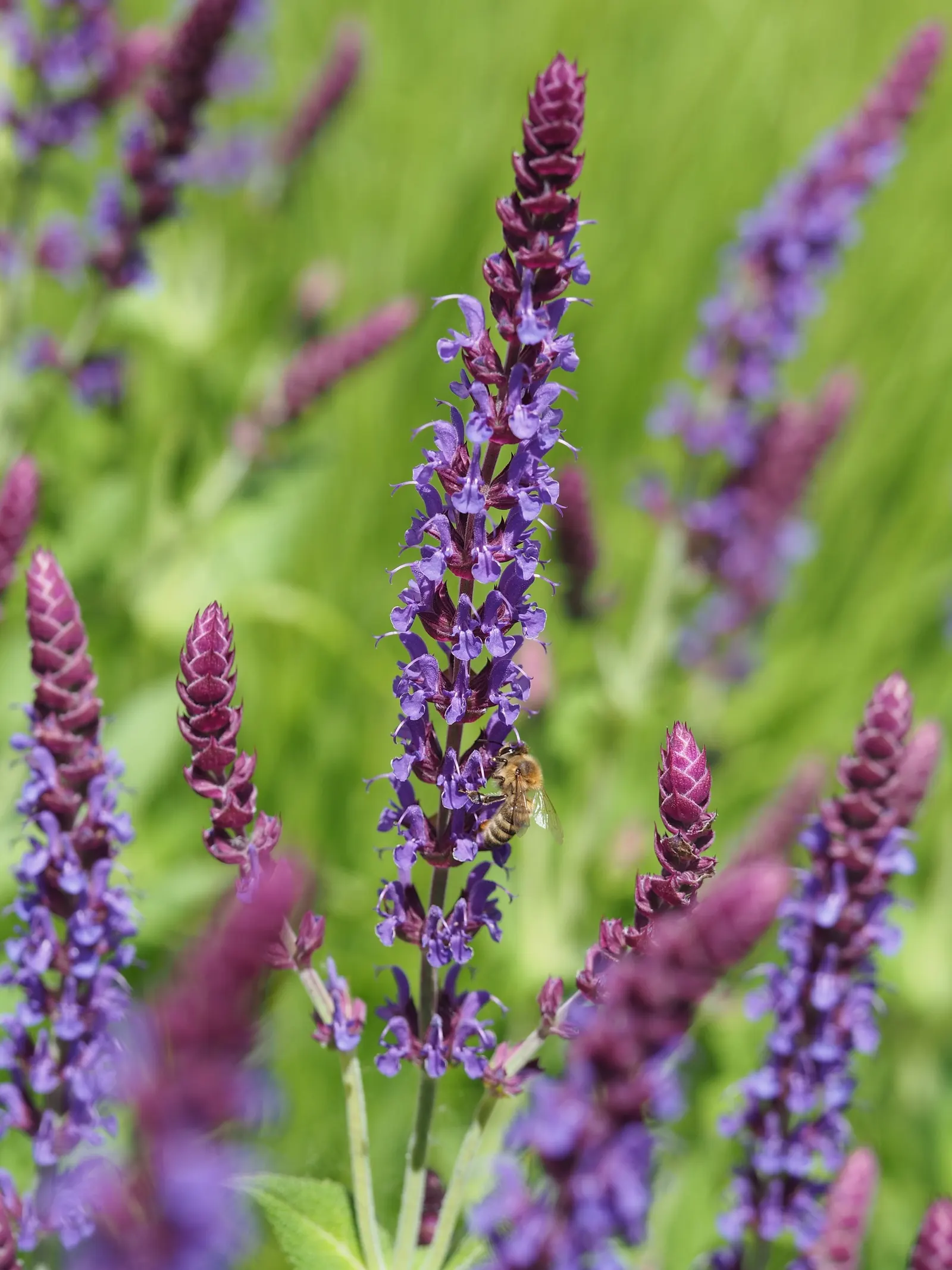 Black Or Honey Sage (Salvia Mellifera) — blue and white flowers in the garden; is a robust evergreen shrub native to the coastal regions of California