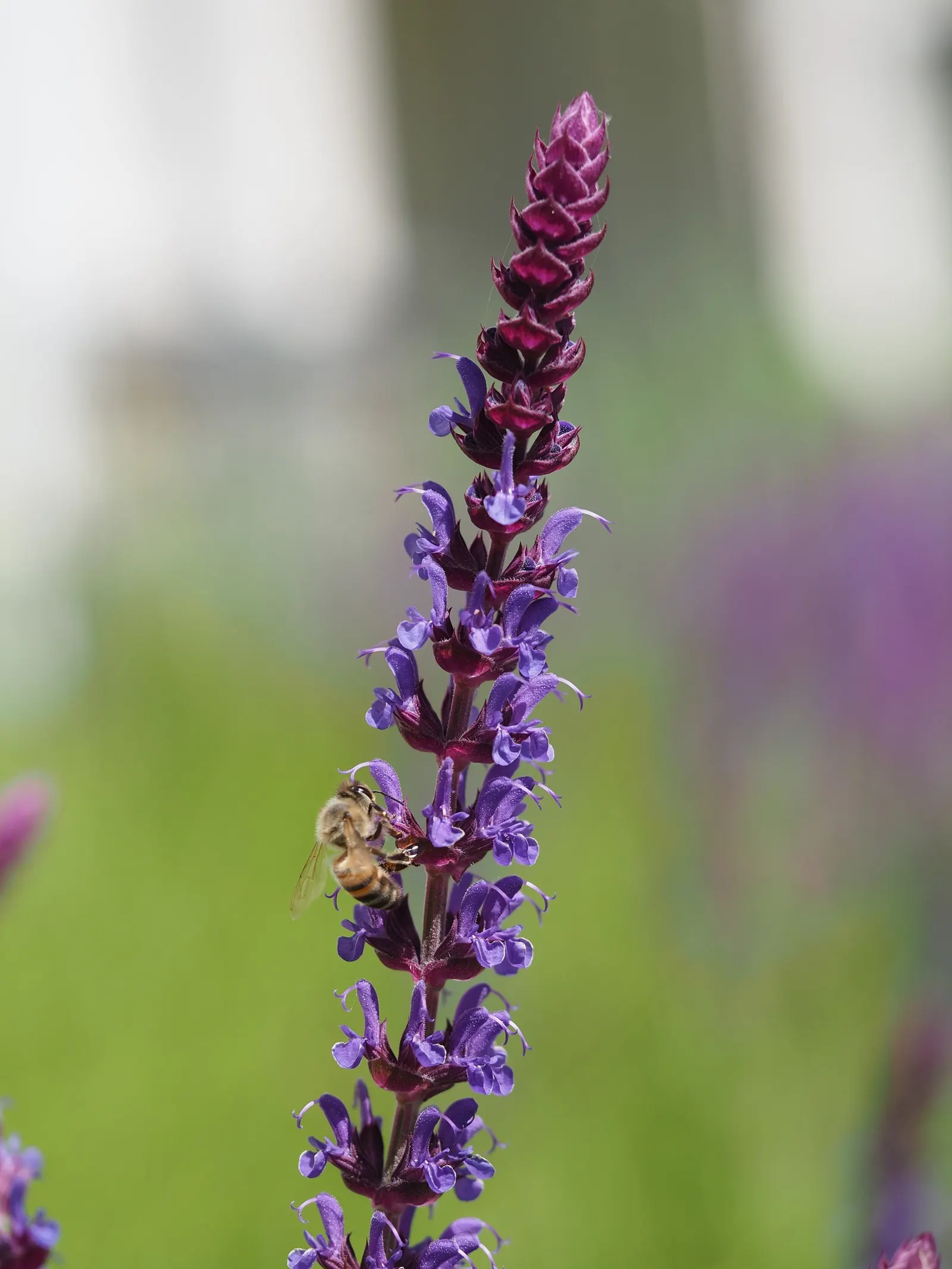 Black Or Honey Sage (Salvia Mellifera) — rounded form that can serve as an effective groundcover or an attractive addition to perennial borders, image 38