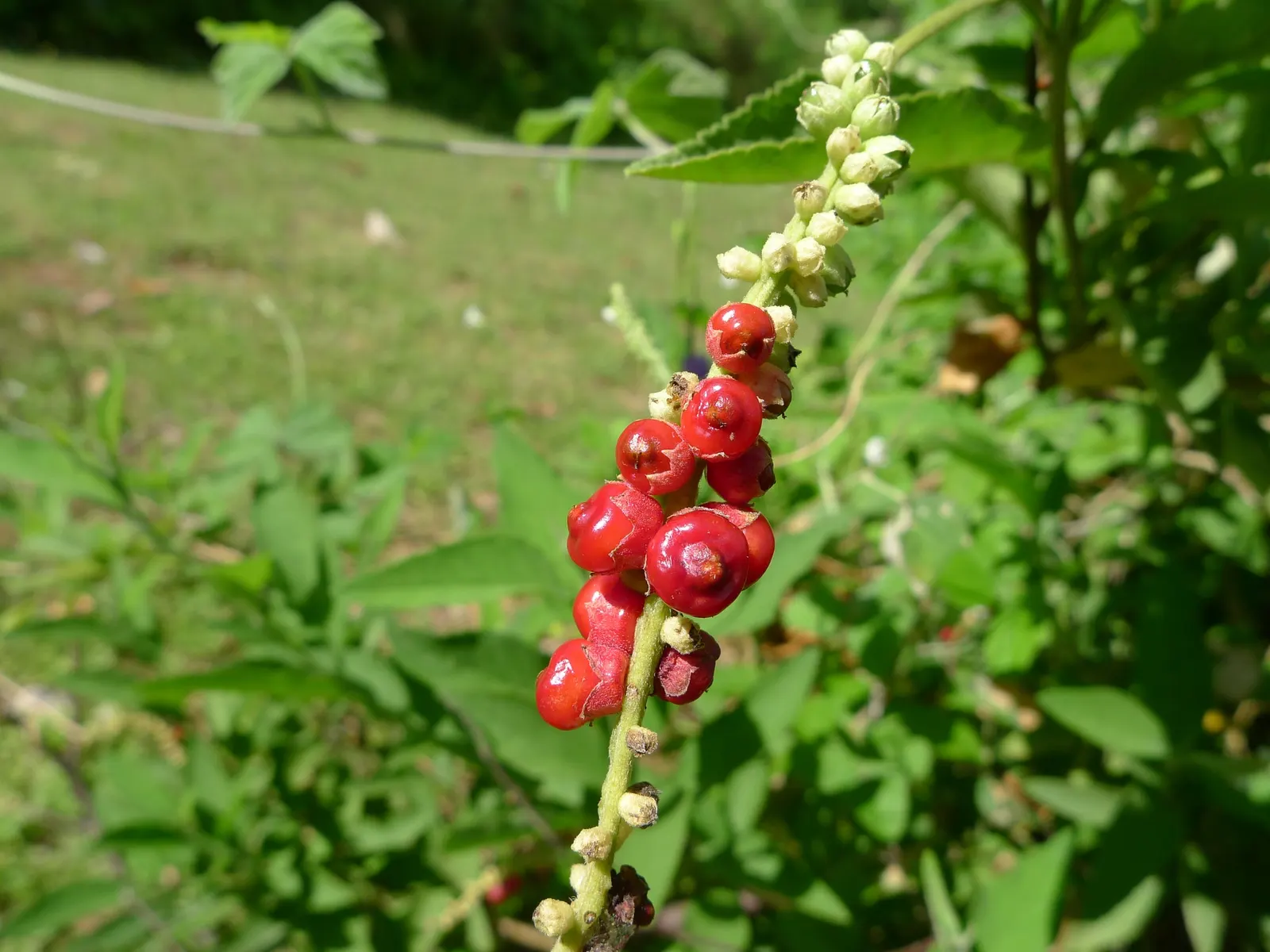 Black Or Honey Sage (Salvia Mellifera) — this sage species is an excellent choice for gardeners aiming to support local wildlife