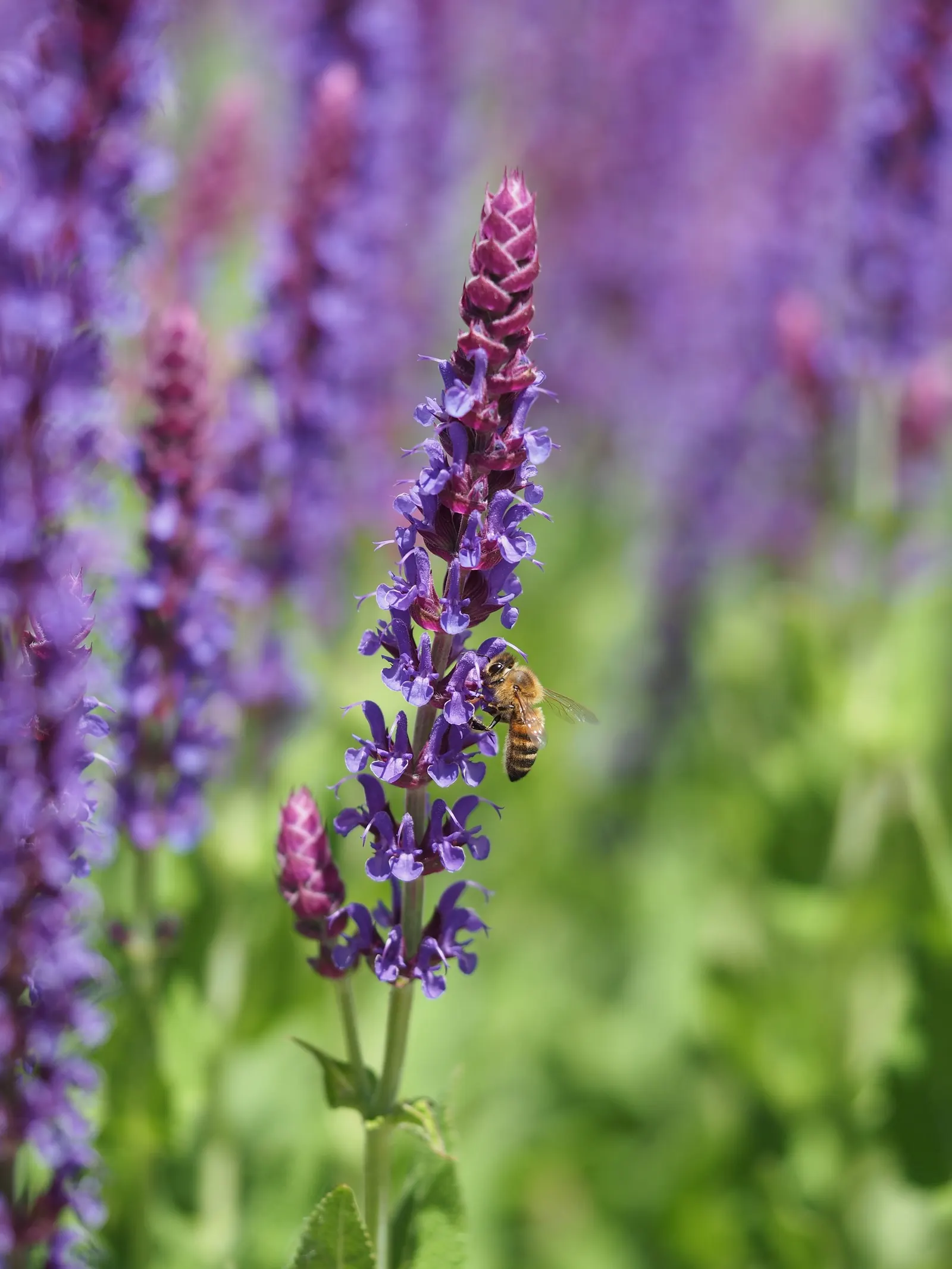Black Or Honey Sage (Salvia Mellifera) — Recognized for its copious nectar production which attracts a myriad of pollinators; this sage species is, image 59