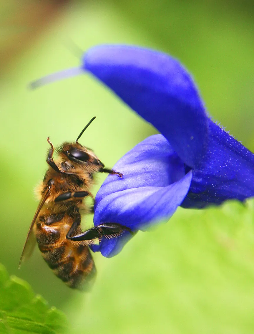 Black Or Honey Sage (Salvia Mellifera) — It is notably drought-tolerant once established; black Sage reaches heights of 2 to 3 feet and spreads, image 70