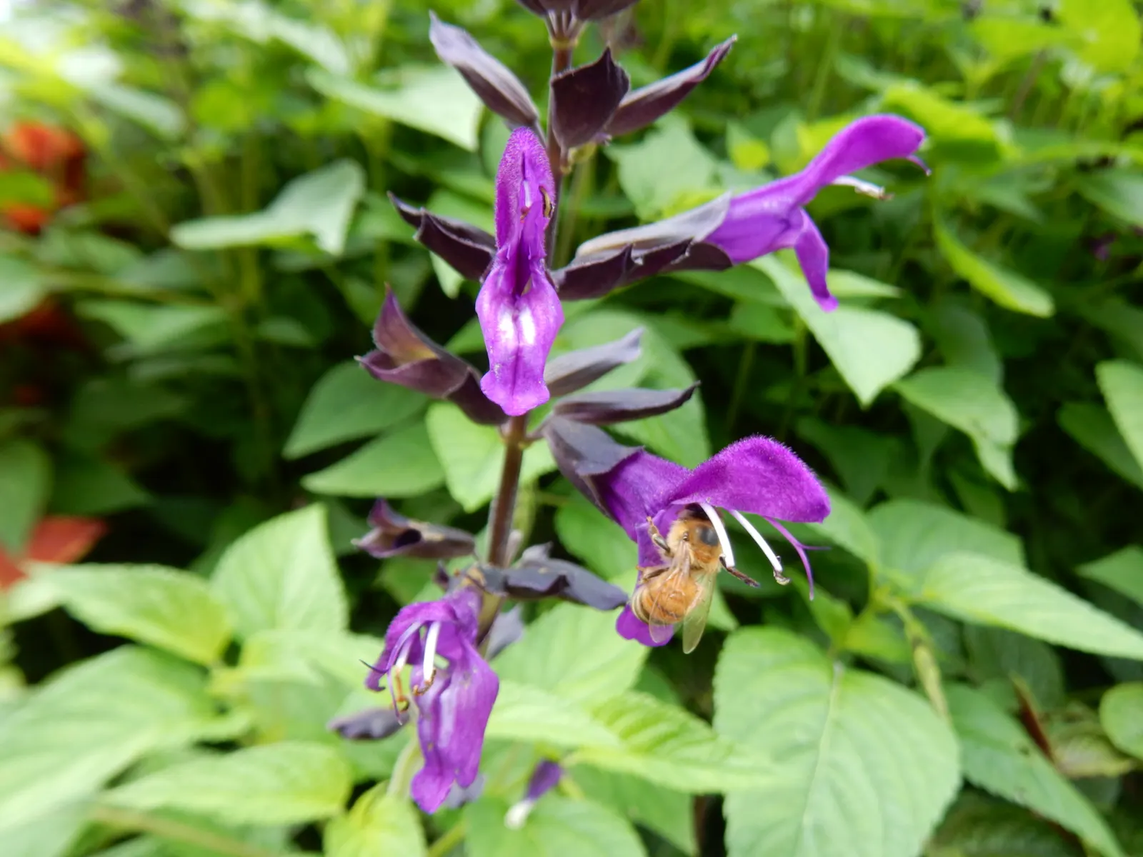 Black Or Honey Sage (Salvia Mellifera) — Thriving in USDA Hardiness Zones 7 through 10