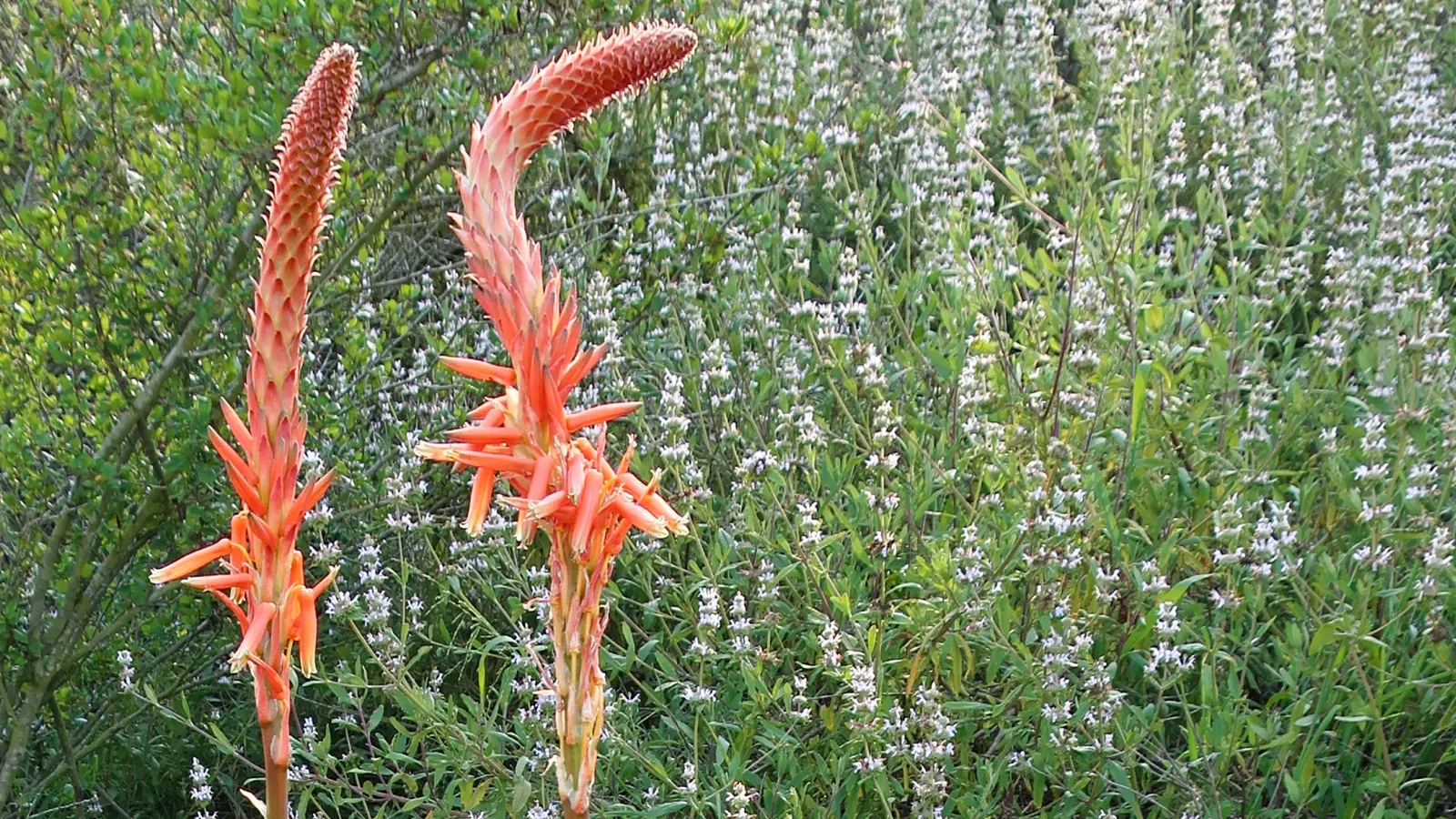 Black Or Honey Sage (Salvia Mellifera) — Salvia mellifera prefers full sun exposure and well-drained soils; it's drought-resistant once established, image 69
