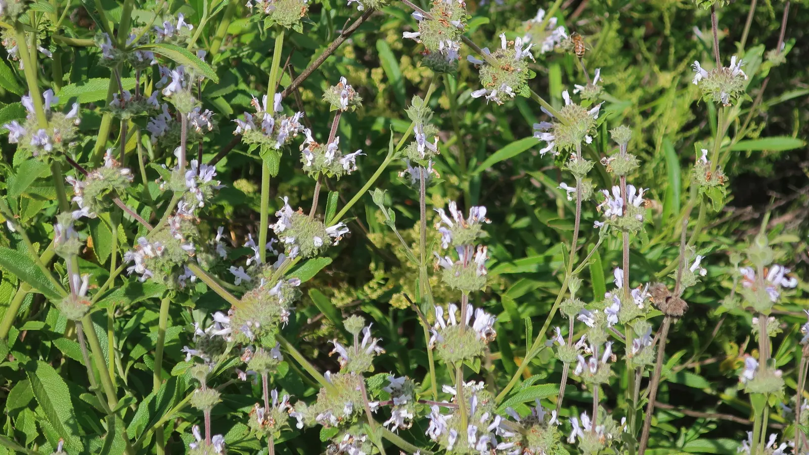 Black Or Honey Sage (Salvia Mellifera) — It typically reaches 2-3 feet in height and spreads 5-6 feet wide