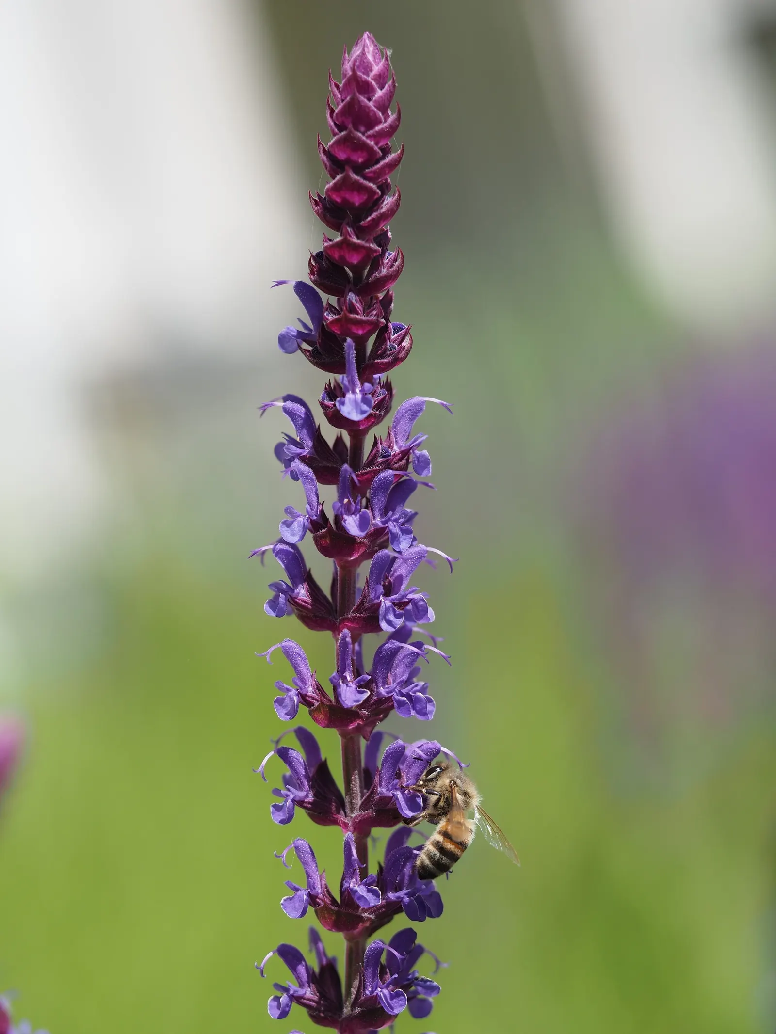 Black Or Honey Sage (Salvia Mellifera) — such as bees and hummingbirds.<br><br>Typically; shrub with blue and white blooms