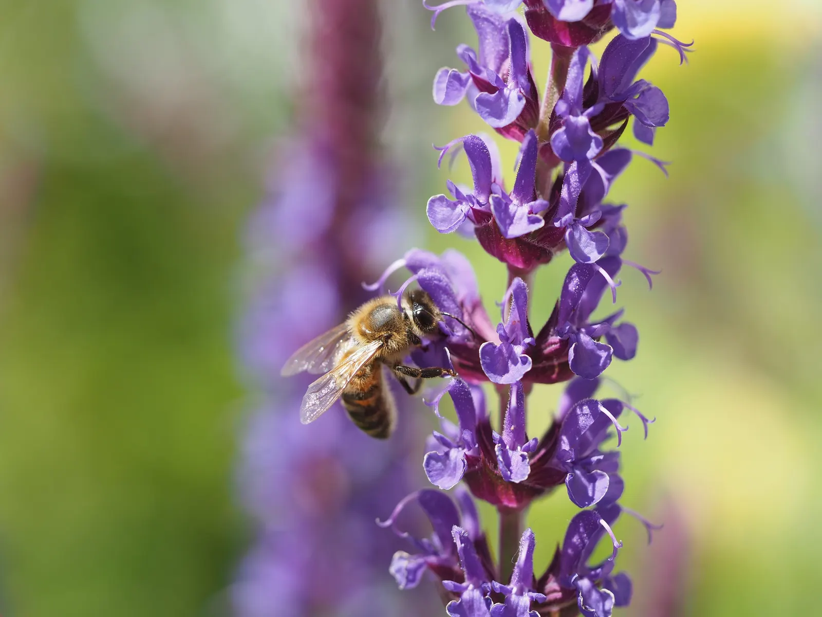 Black Or Honey Sage (Salvia Mellifera) — This sage bears aromatic gray-green foliage and springs to life with white-to-purple blooms from March to, image 28