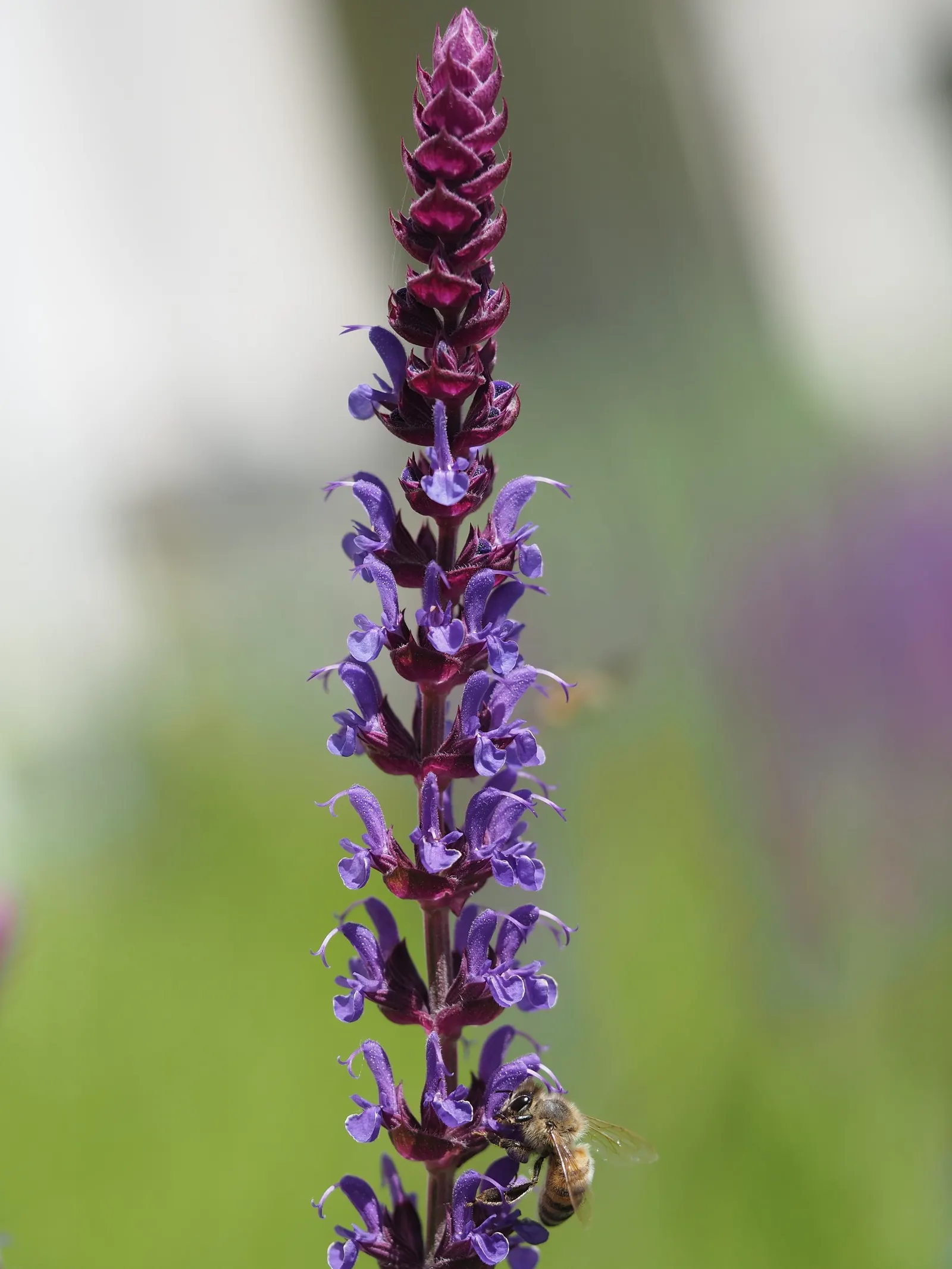 Black Or Honey Sage (Salvia Mellifera) — It typically reaches 2-3 feet in height and spreads 5-6 feet wide; such as bees and, image 52