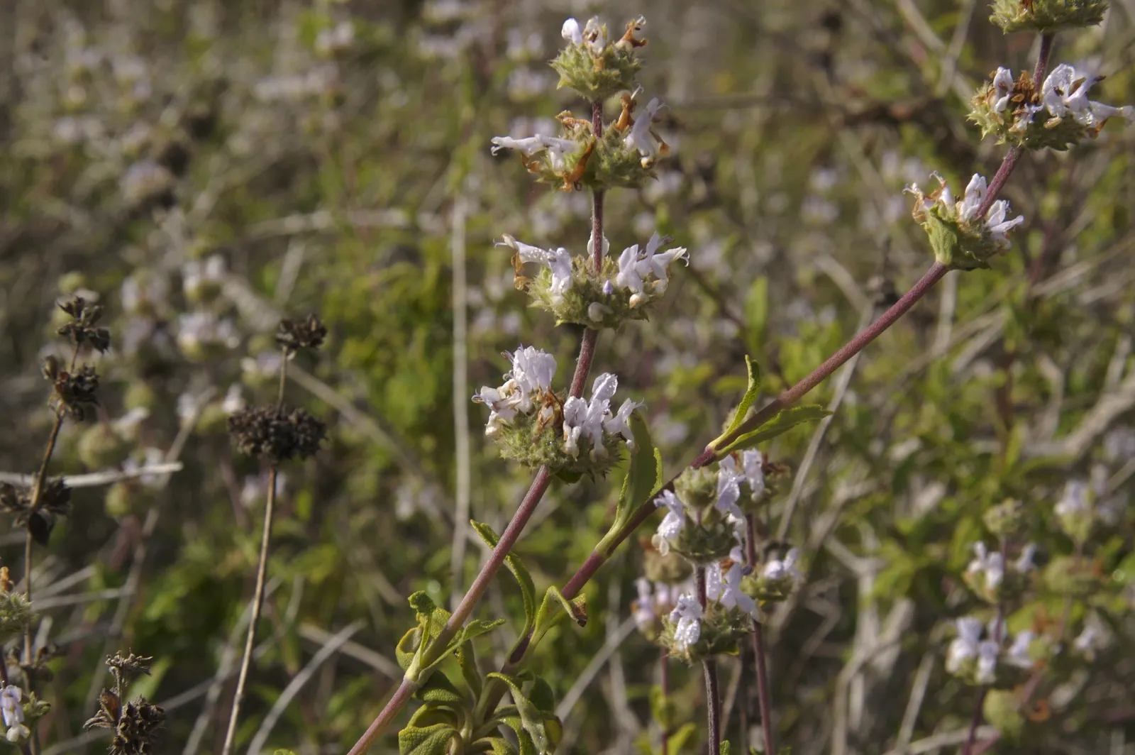 Black Or Honey Sage (Salvia Mellifera) — tubular flowers; these blooms are typically white to pale lavender in color; hence the name "Black", image 67