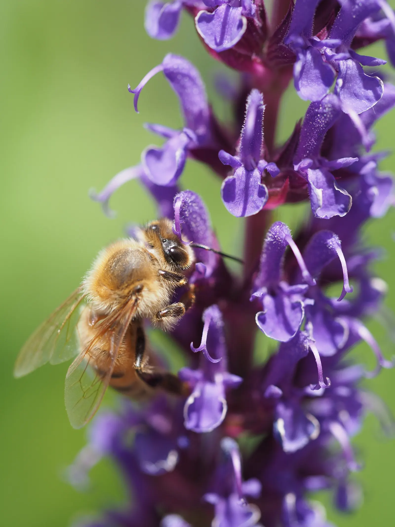 Black Or Honey Sage (Salvia Mellifera) — is a robust evergreen shrub native to the coastal regions of California