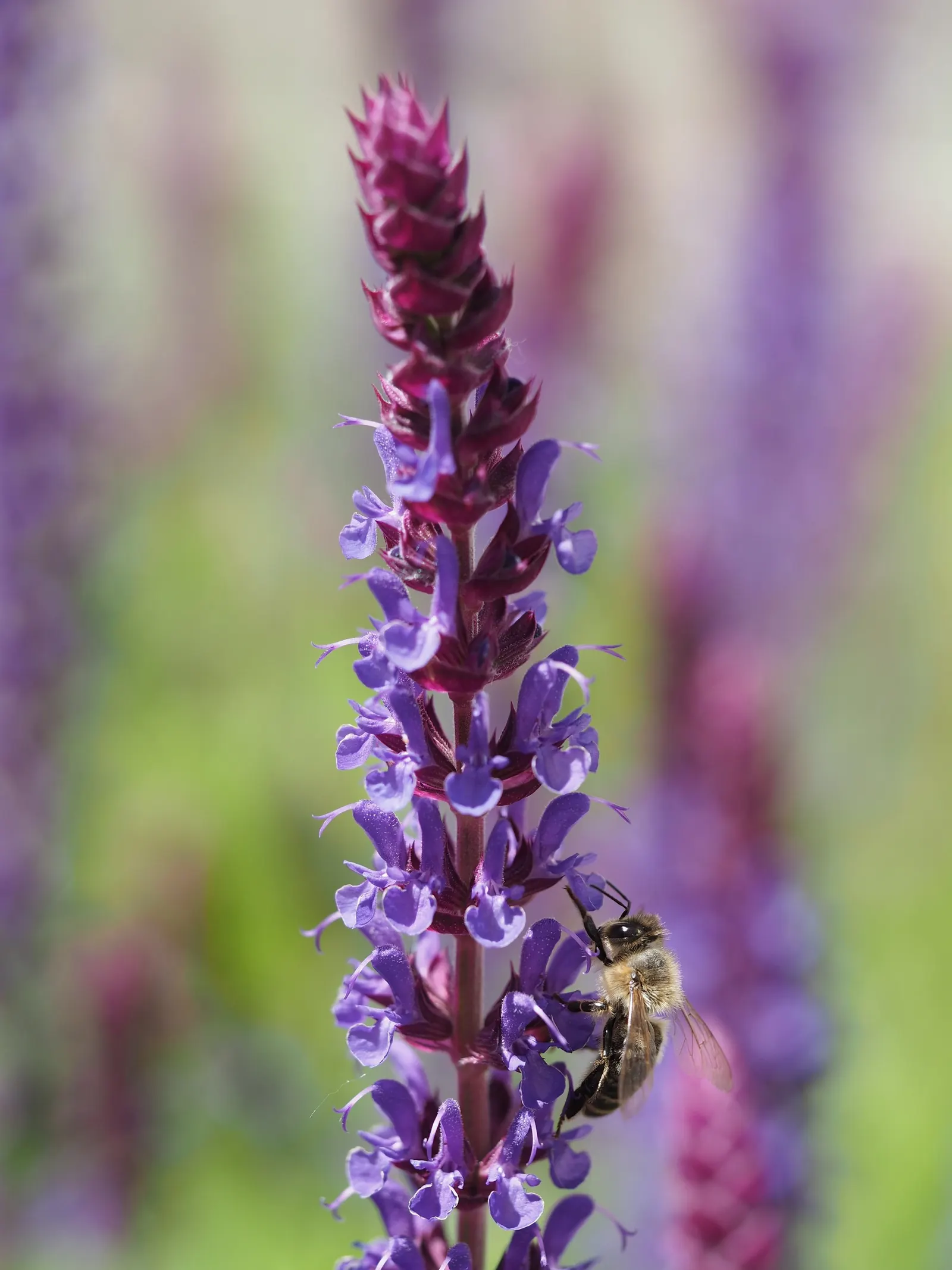 Black Or Honey Sage (Salvia Mellifera) — provide ample space for its spread