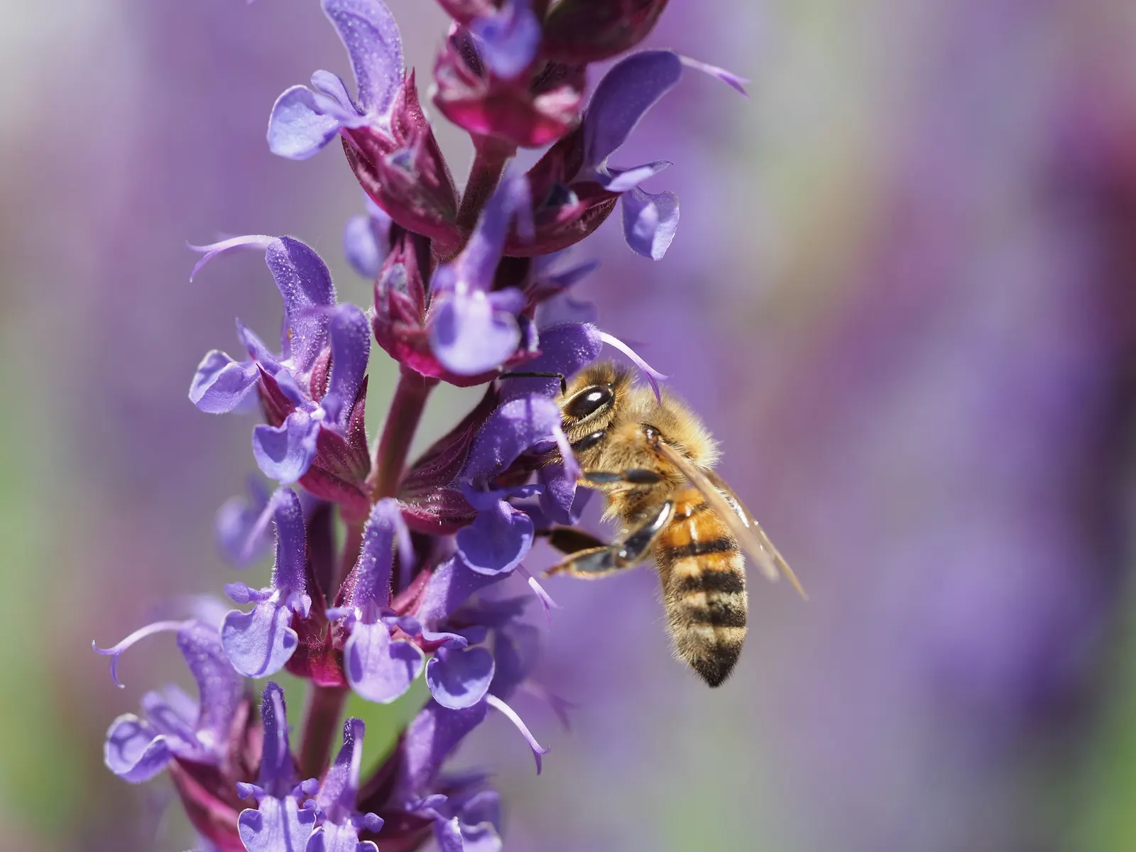 Black Or Honey Sage (Salvia Mellifera) — tubular flowers; these blooms are typically white to pale lavender in color; hence the name "Black" Sage.<br><br>From