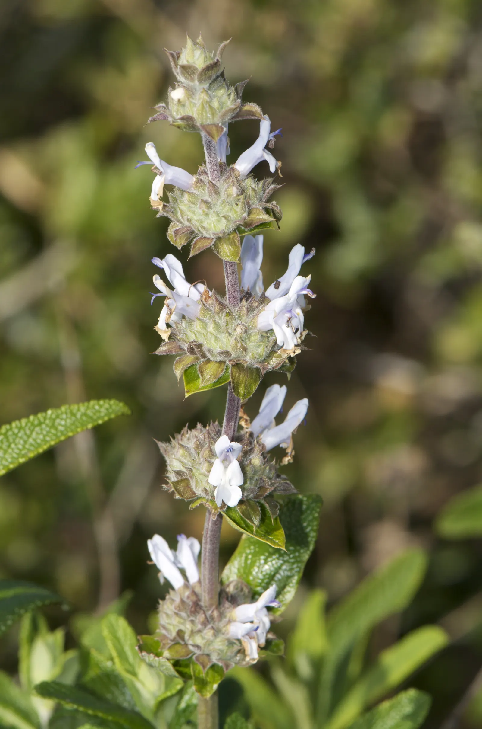 Black Or Honey Sage (Salvia Mellifera) — Black Sage reaches heights of 2 to 3 feet and spreads outwards to a width of 4 to 6 feet; attracting, image 62