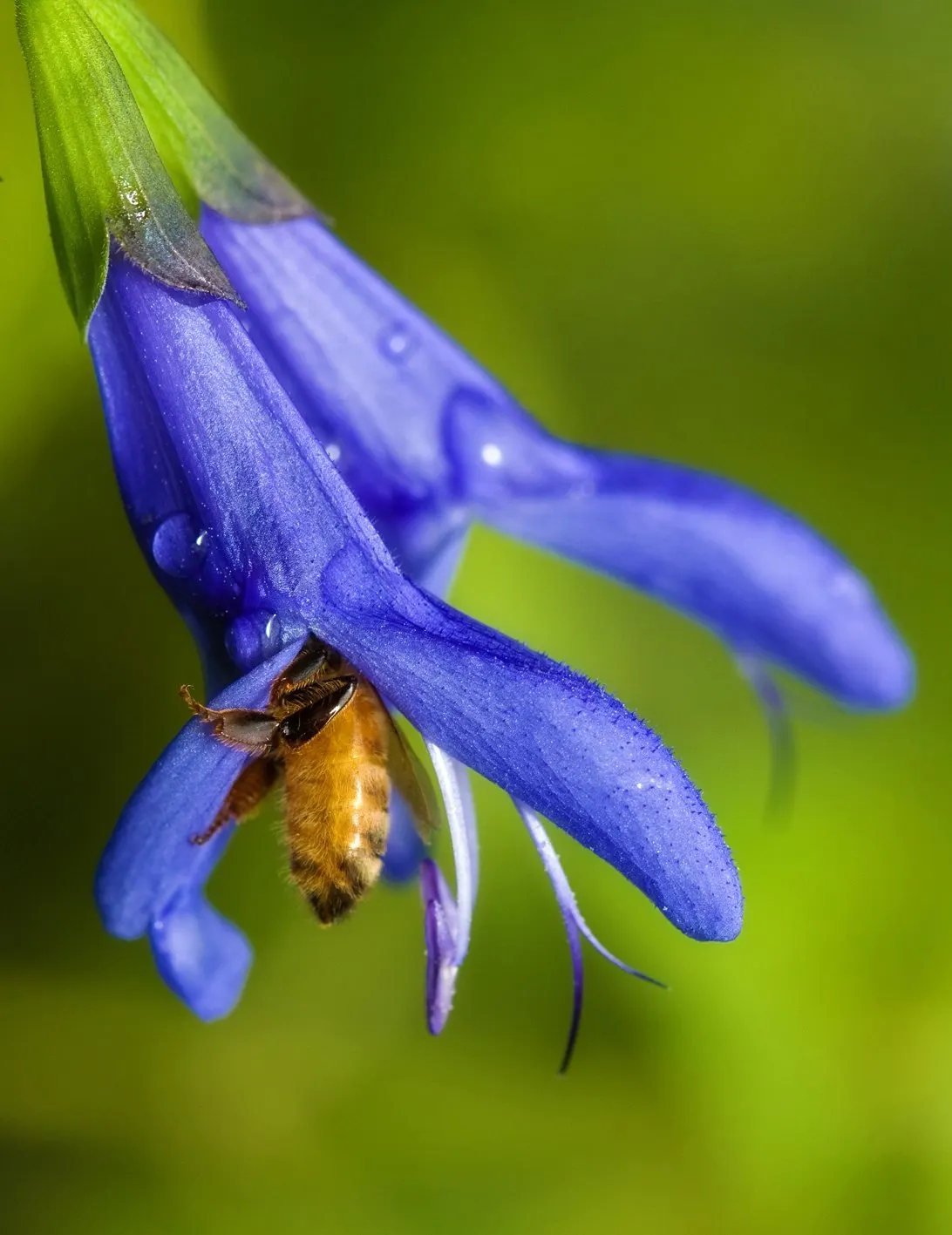 Black Or Honey Sage (Salvia Mellifera) — attracting pollinators while providing erosion control‚Äîideal for water-wise gardens and native, image 56