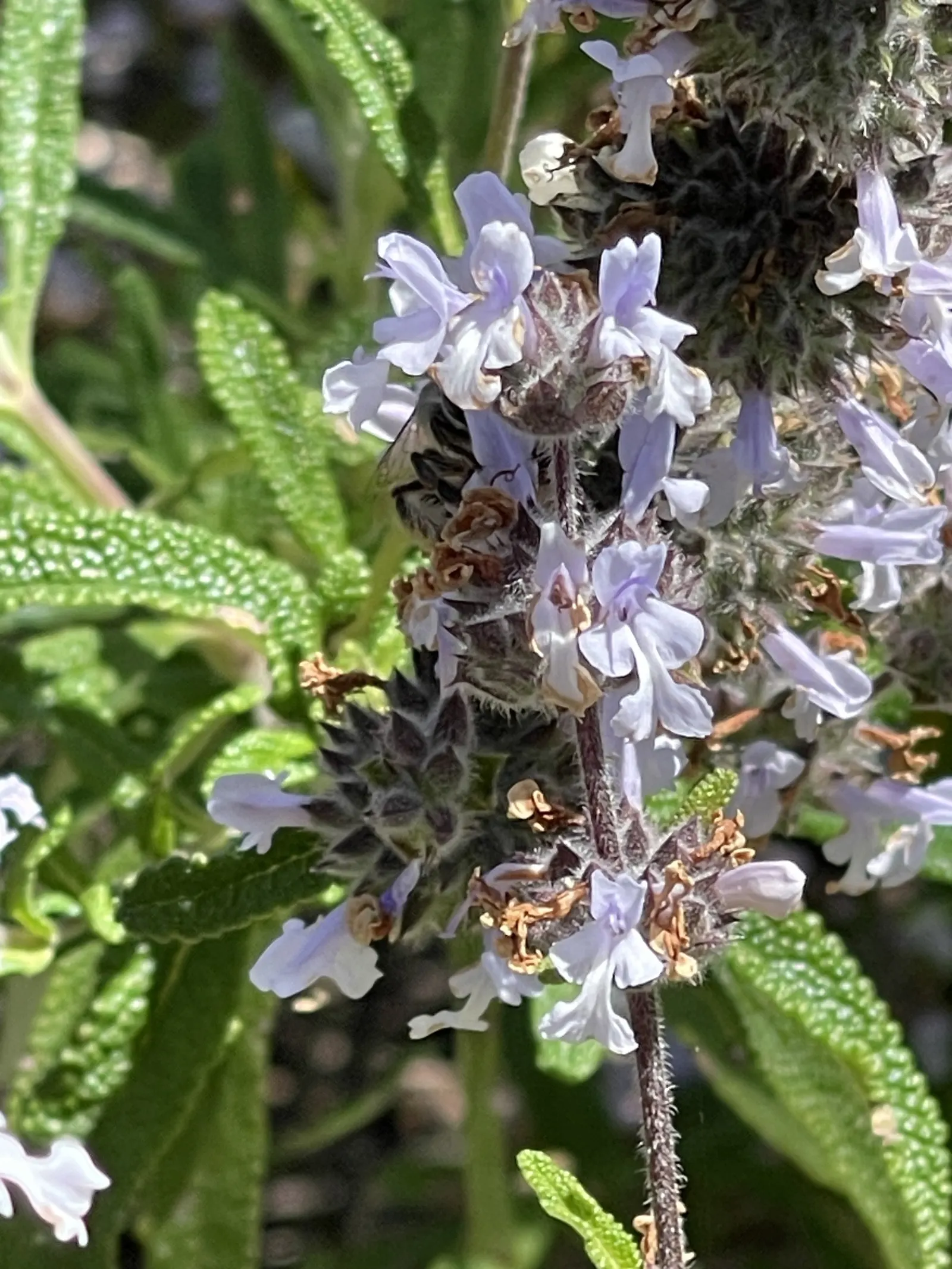 Black Or Honey Sage (Salvia Mellifera) — Salvia mellifera prefers full sun exposure and well-drained soils; it's drought-resistant once established
