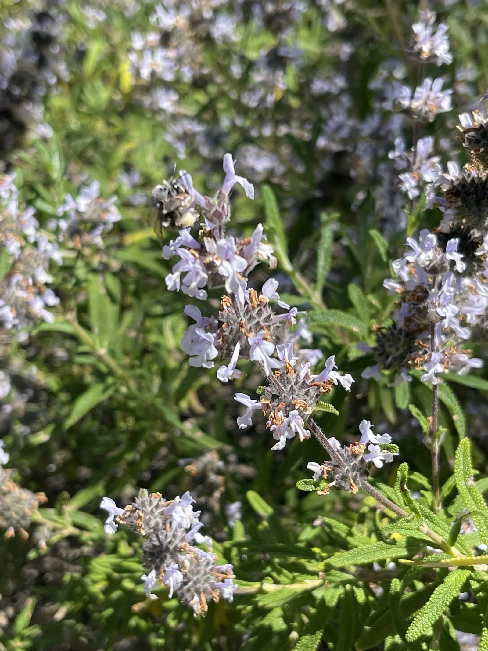 Black Or Honey Sage (Salvia Mellifera) — shrub with blue and white blooms; the leaves exhibit a dark green hue which can become tinged with a purplish-black in