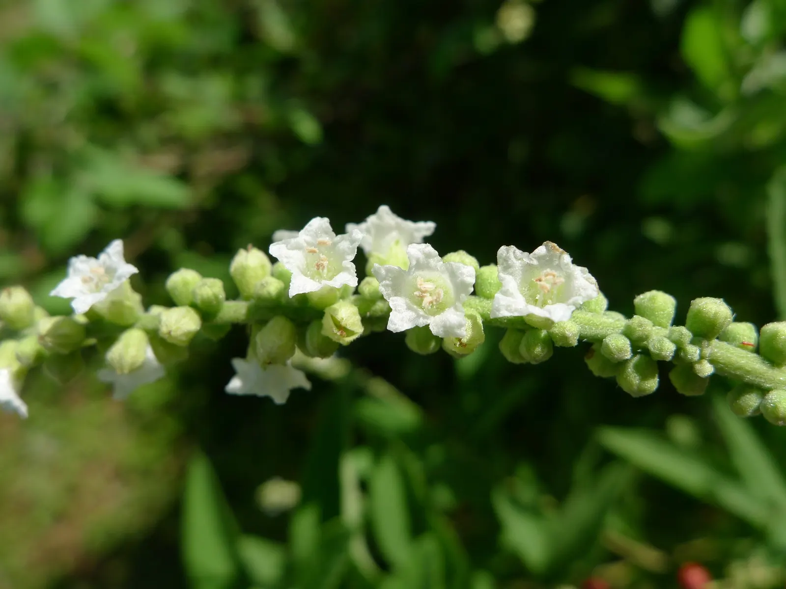 Black Or Honey Sage (Salvia Mellifera) — lance-shaped leaves that exude a distinct aromatic fragrance when crushed or brushed against