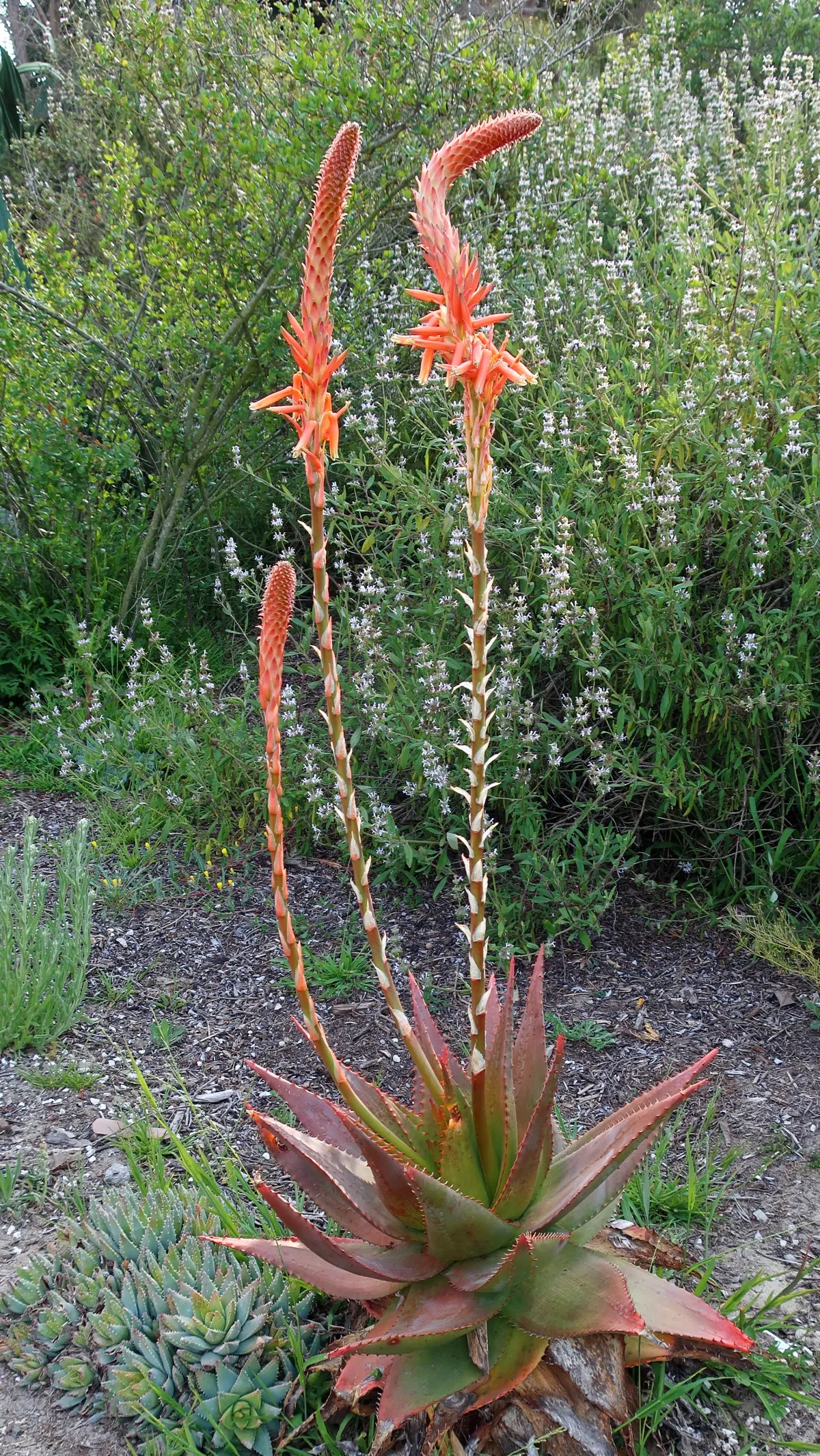 Black Or Honey Sage (Salvia Mellifera) — Preferring full sun and well-drained soils; shrub for full or half
