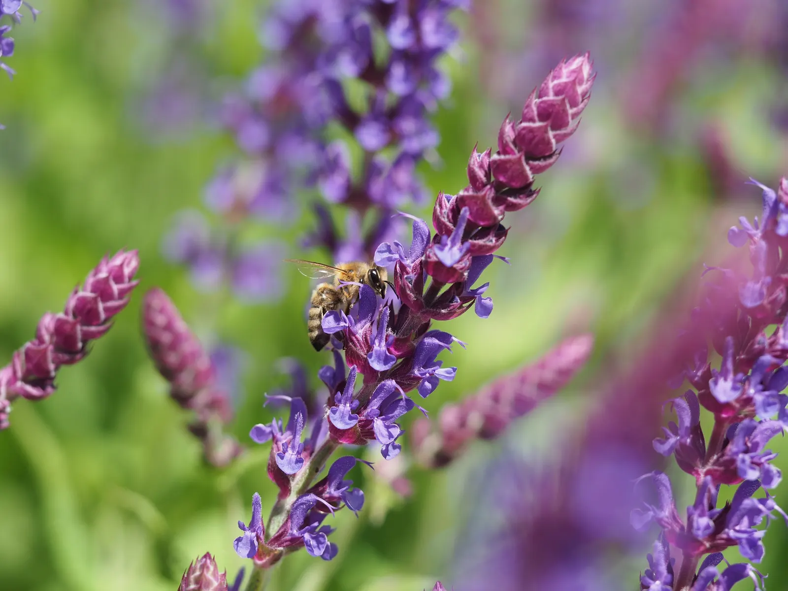 Black Or Honey Sage (Salvia Mellifera) — The leaves exhibit a dark green hue which can become tinged with a purplish-black in drought conditions, image 65