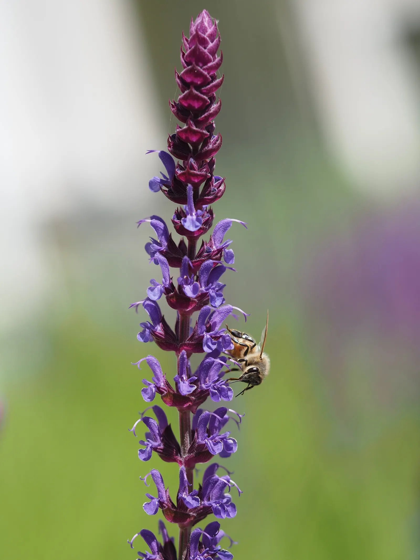 Black Or Honey Sage (Salvia Mellifera) — it's drought-resistant once established; commonly referred to as Black Sage or Honey Sage