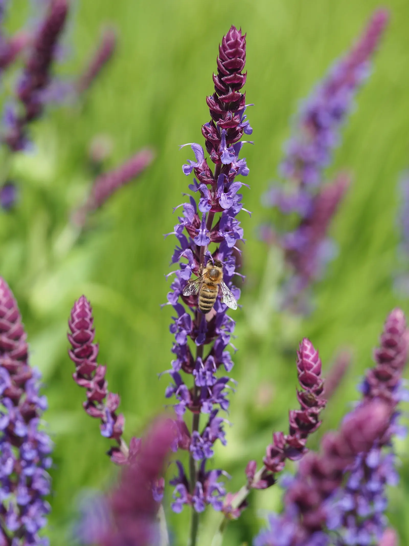 Black Or Honey Sage (Salvia Mellifera) — it's drought-resistant once established; commonly referred to as Black Sage or Honey Sage, image 55