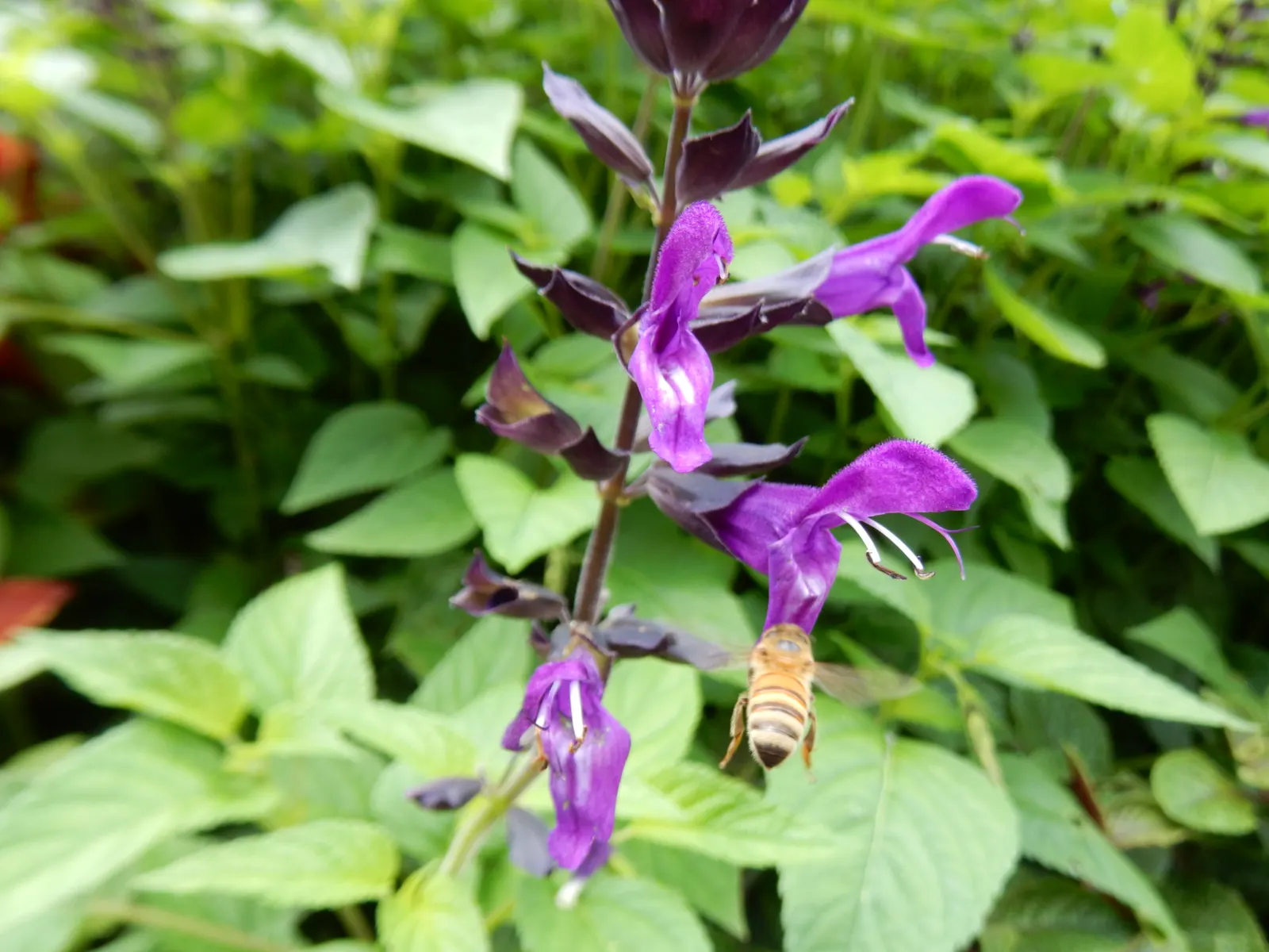Black Or Honey Sage (Salvia Mellifera) — shrub with blue and white blooms