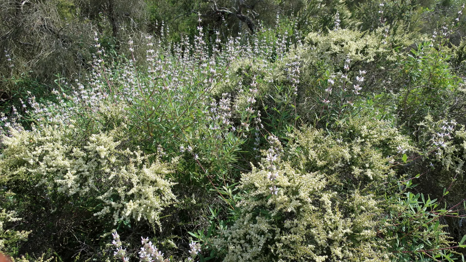 Black Or Honey Sage (Salvia Mellifera) — such as bees and hummingbirds.<br><br>Typically